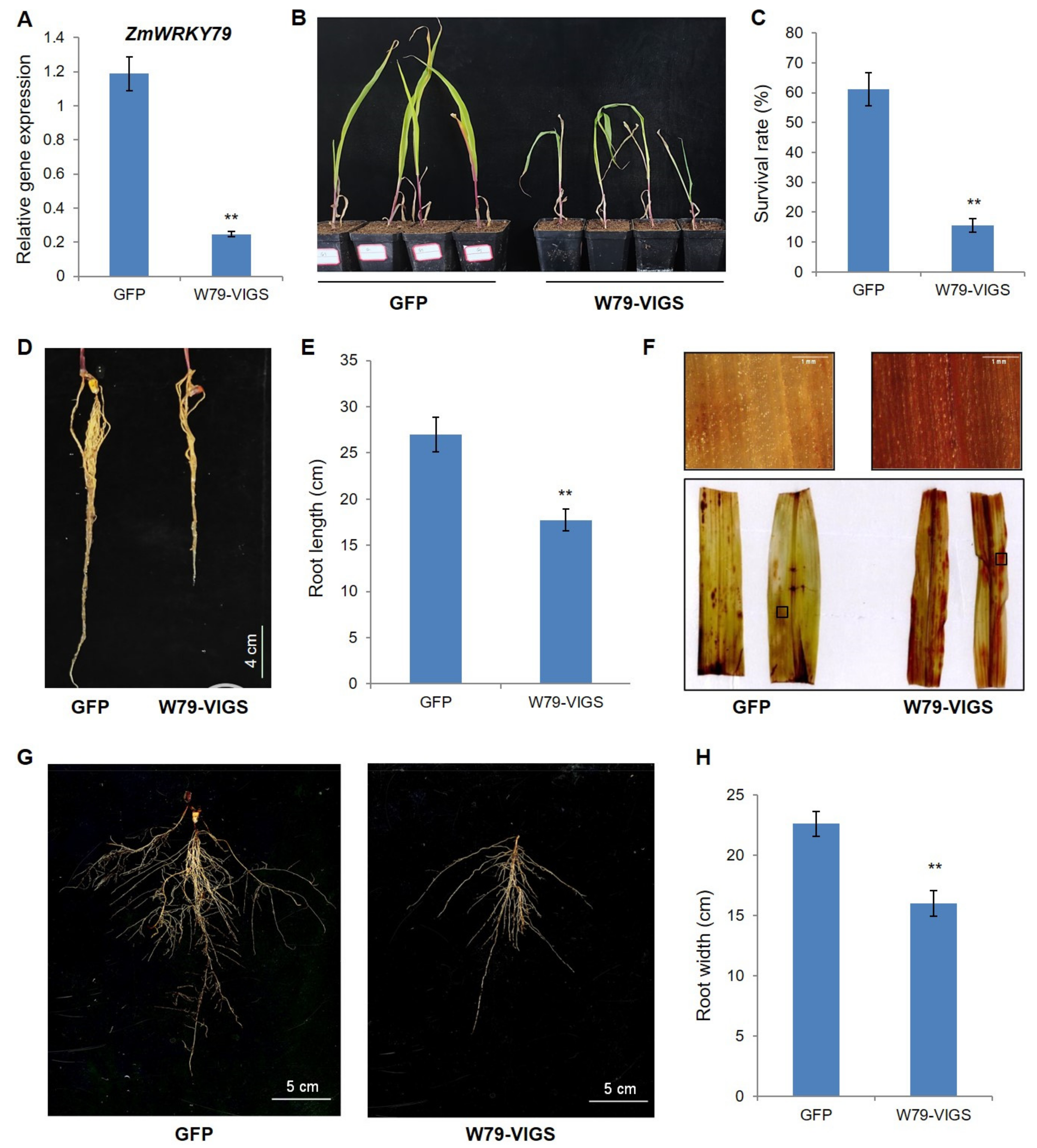 Ijms 22 10080 g010 550