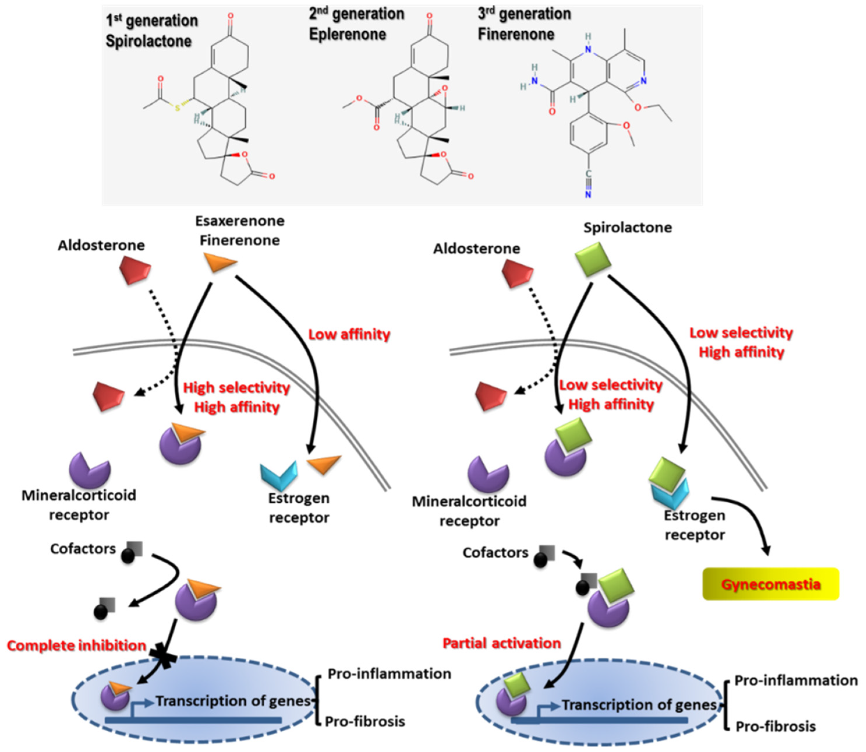Ijms 22 10084 g004 Ijms 22 10084 g004