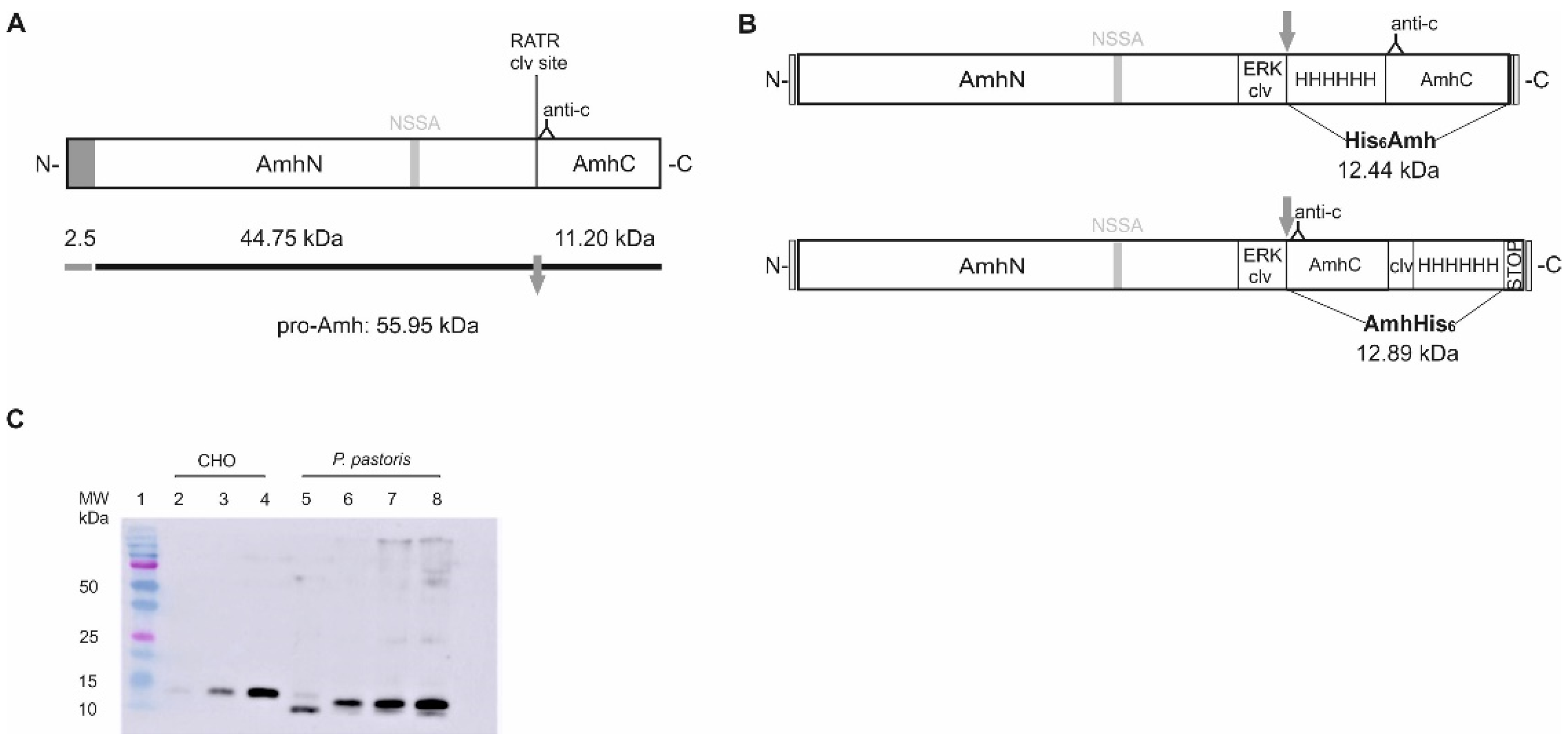 Ijms 22 10092 g001 Ijms 22 10092 g001