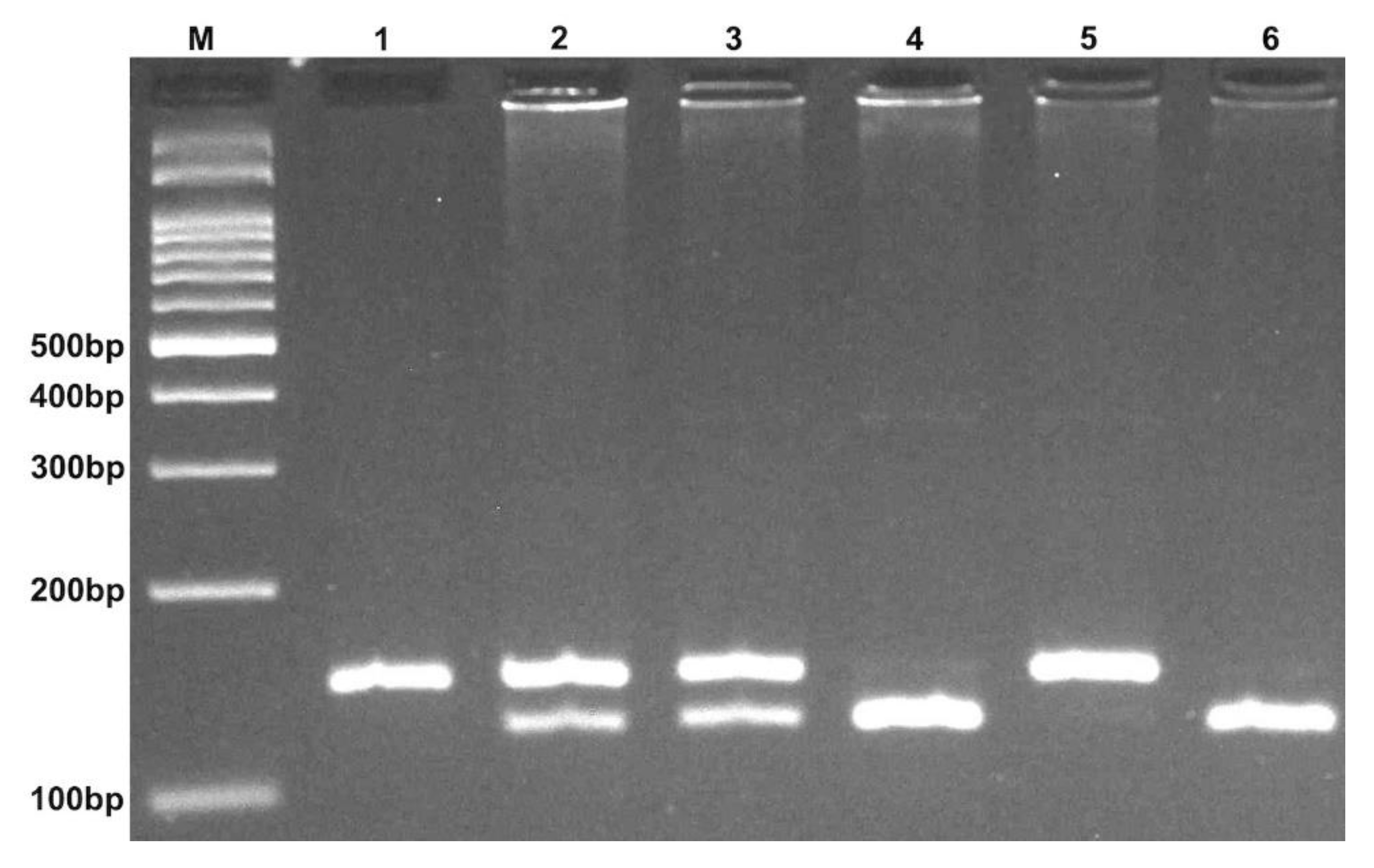 Ijms 22 10094 g007 550