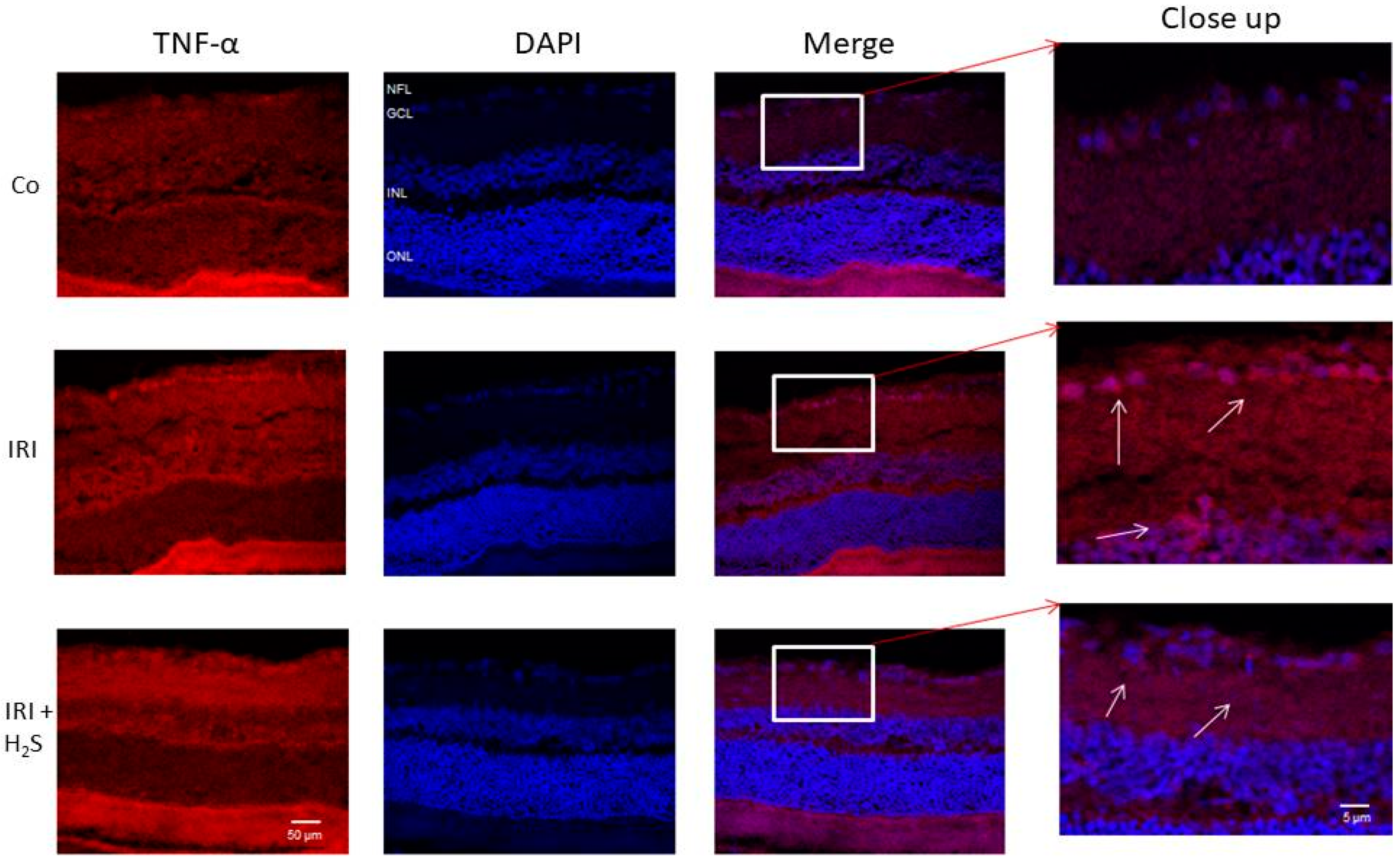 Ijms 22 10099 g006 550