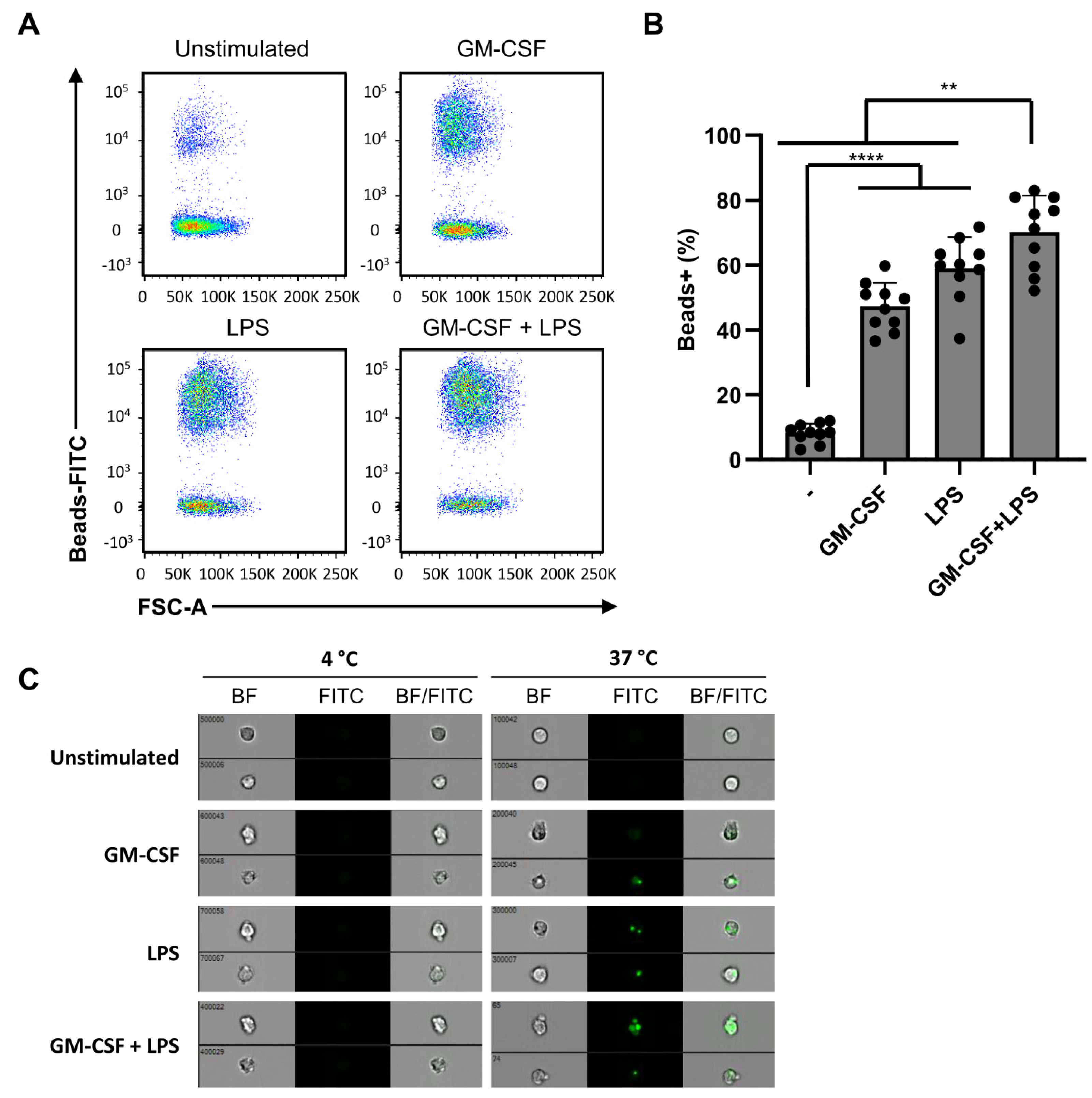 Ijms 22 10106 g005 550