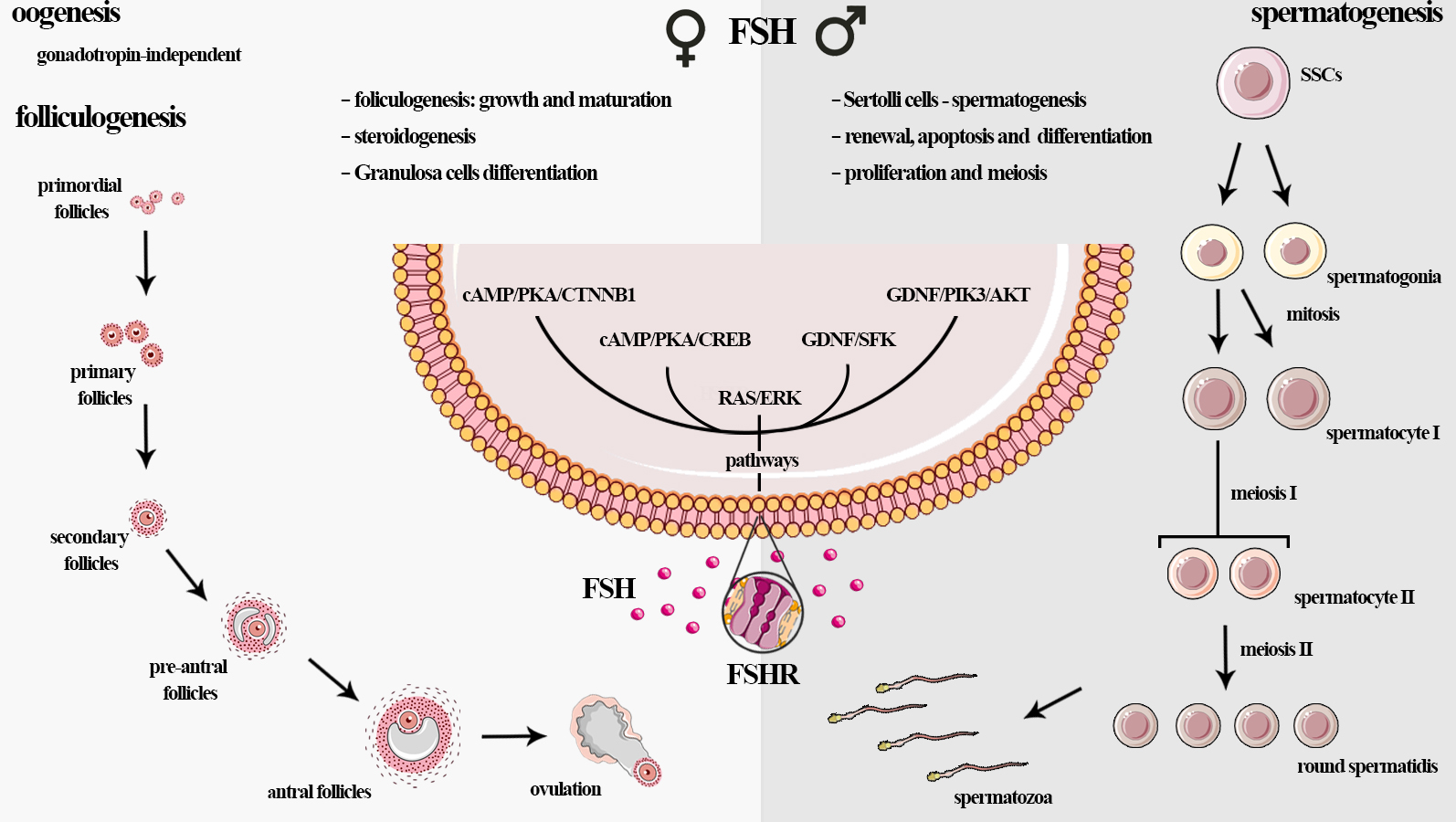 IJMS Free FullText Actions and Roles of FSH in Germinative Cells