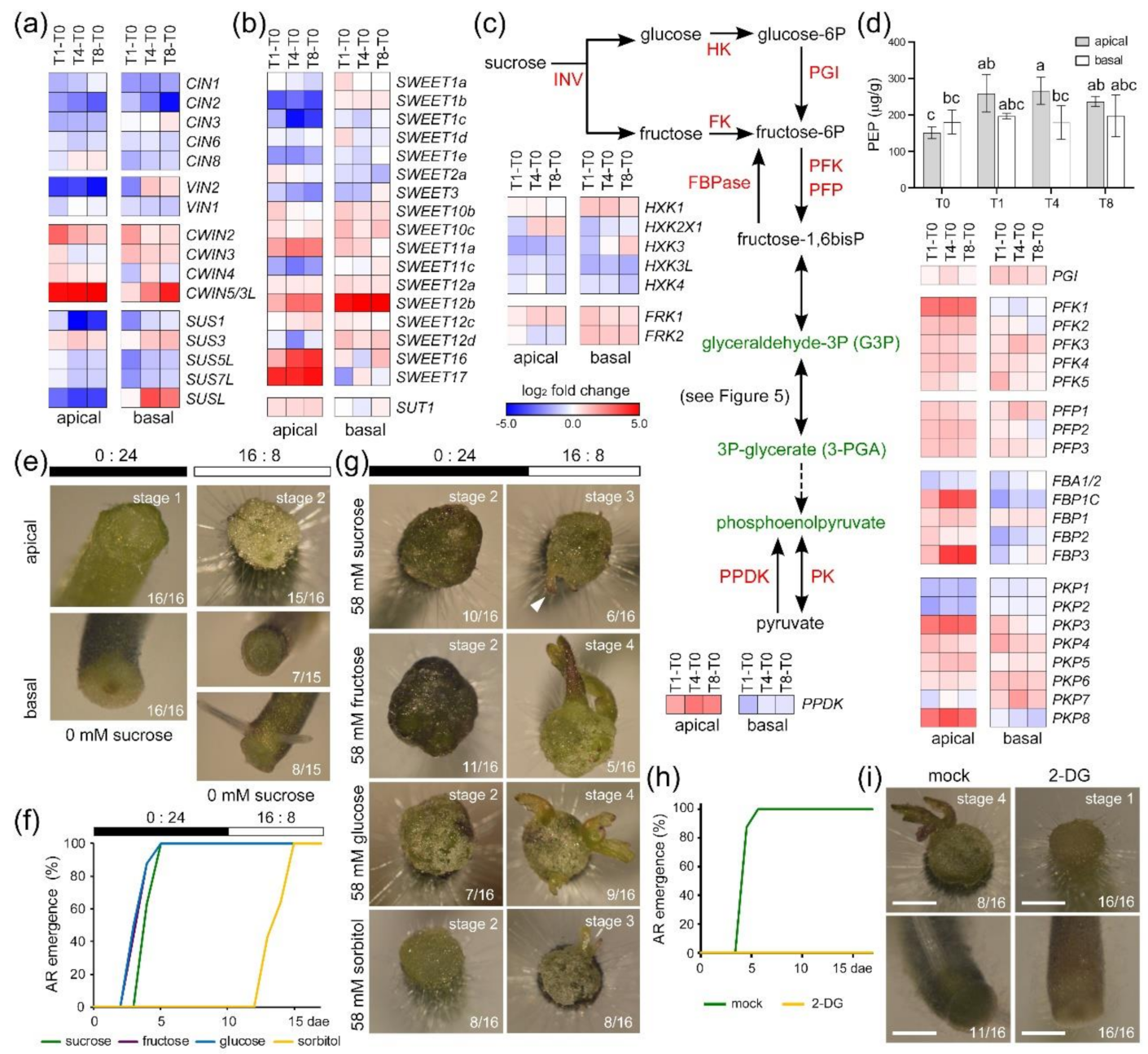 Ijms 22 10112 g005 550
