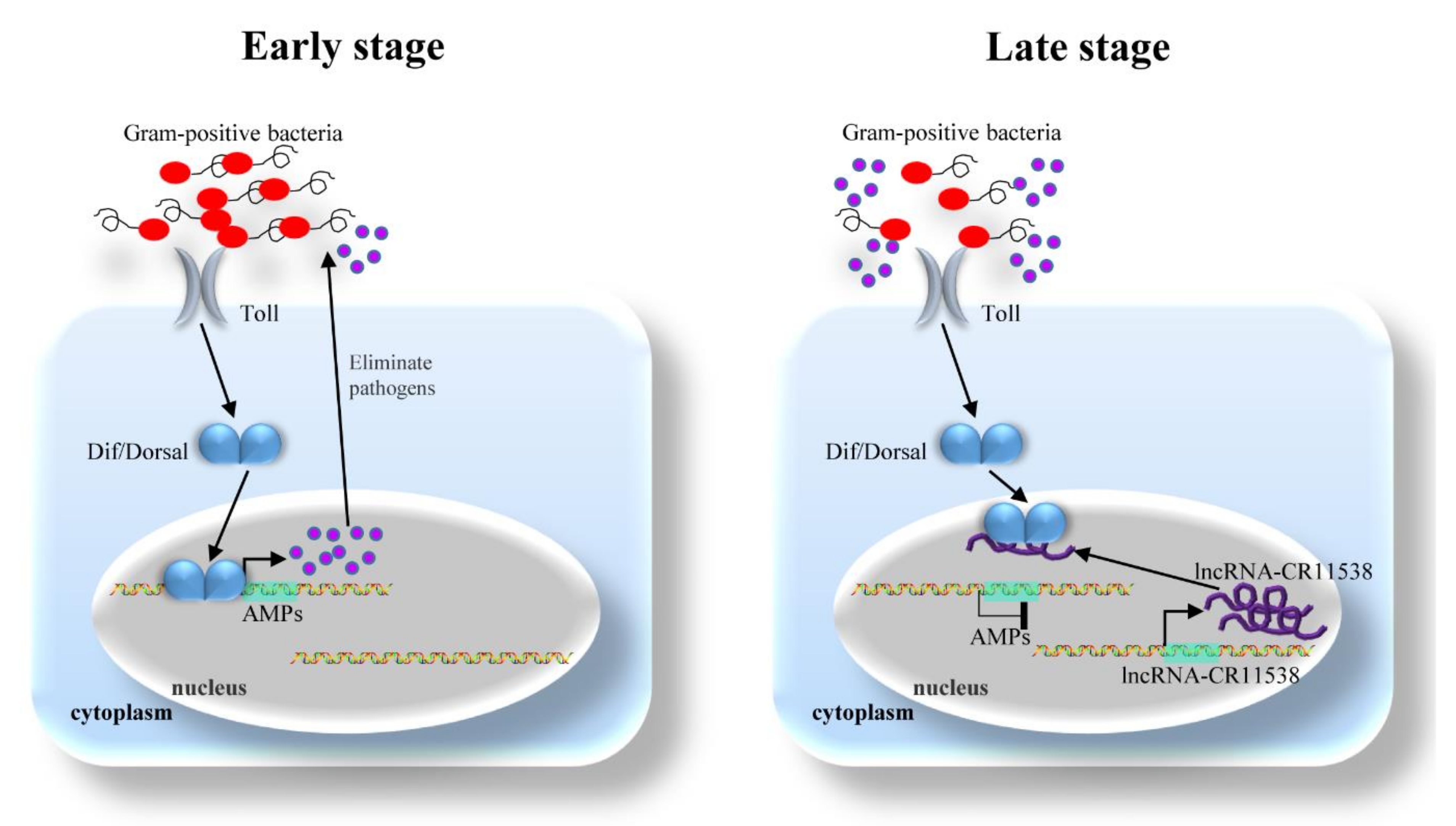 Ijms 22 10117 g007 550