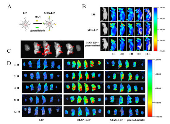 Design and Development of Nanomaterial-Based Drug Carriers