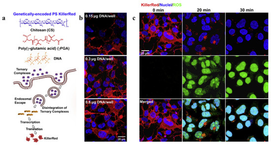 Advances in the Genetically Engineered KillerRed for Photodynamic