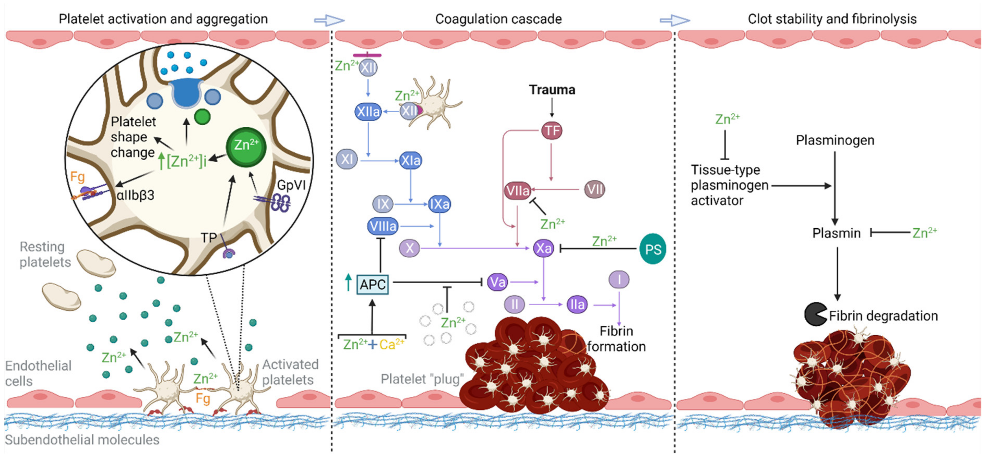 Ijms 22 10140 g001 Ijms 22 10140 g001