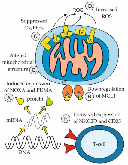 BH3 Mimetics in Hematologic Malignancies