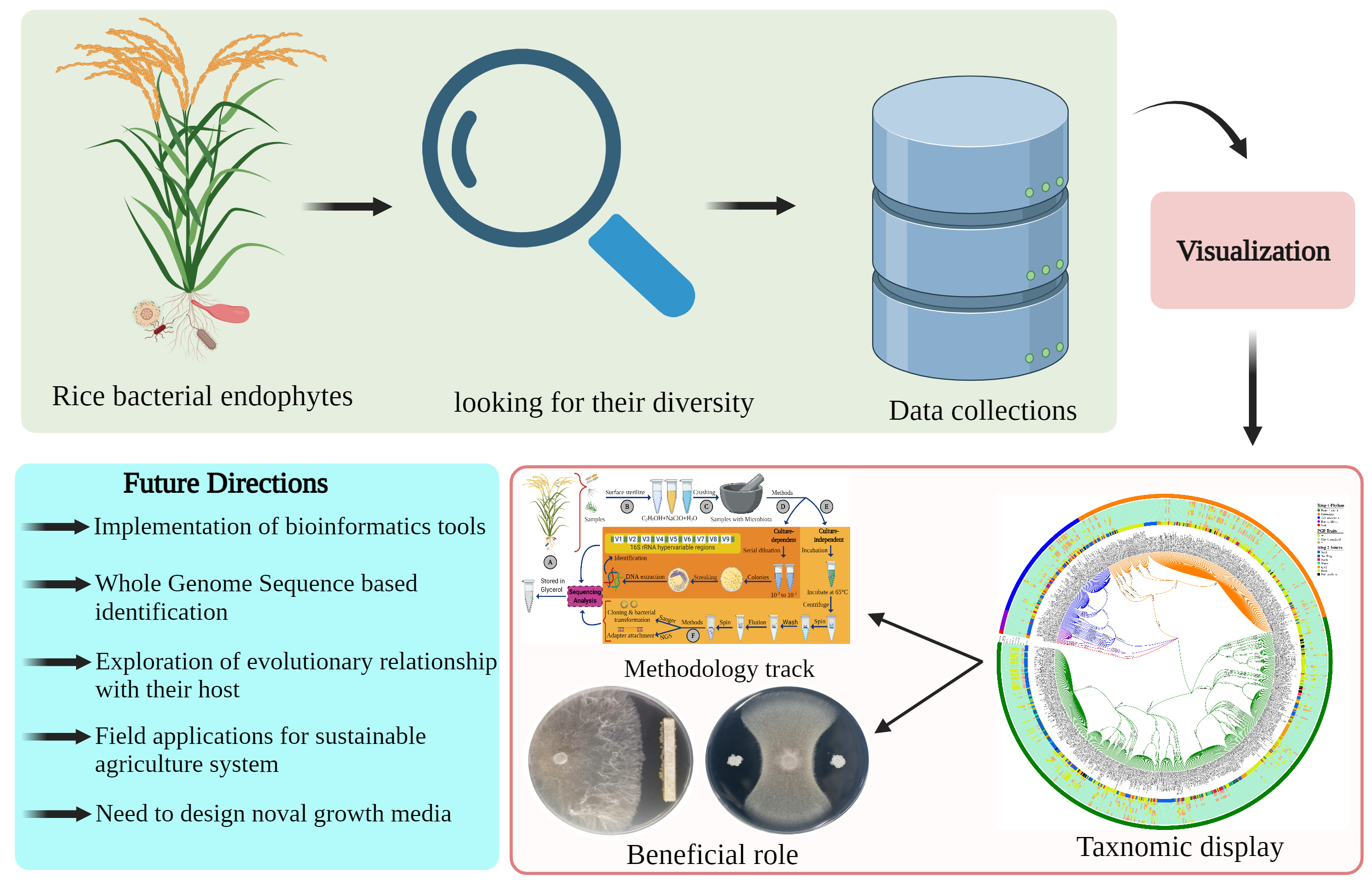 Ijms Free Full Text Diversity And Taxonomic Distribution Of Endophytic Bacterial Community In The Rice Plant And Its Prospective Html