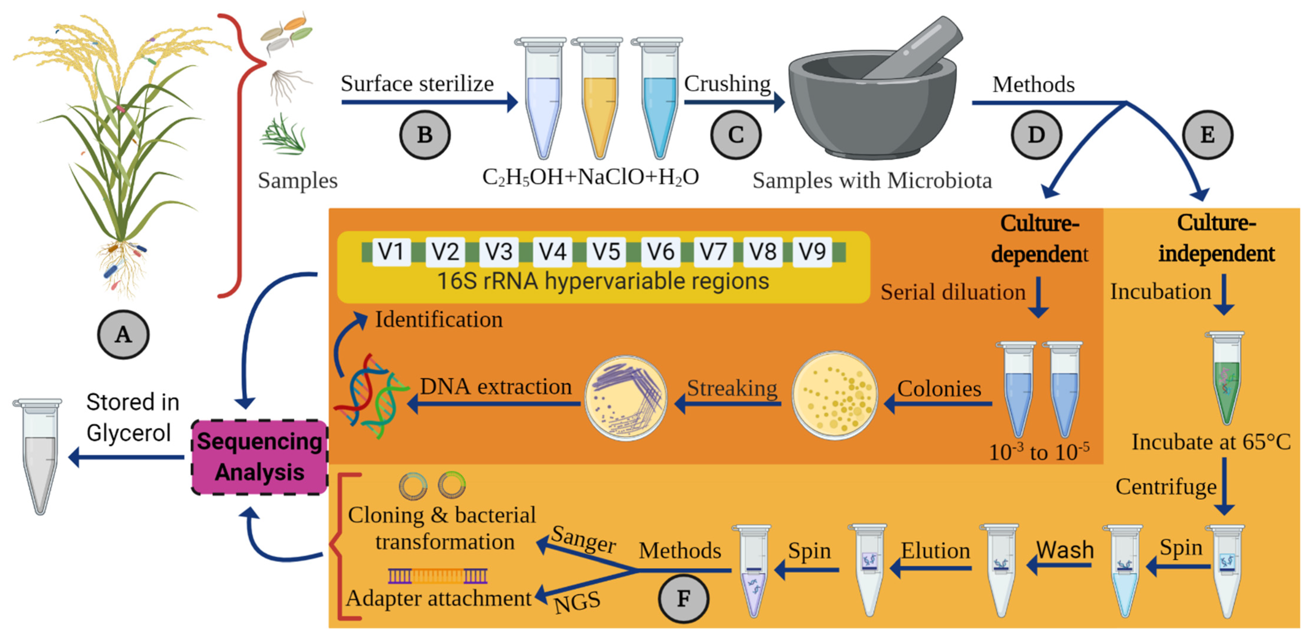 Ijms 22 10165 g003 550