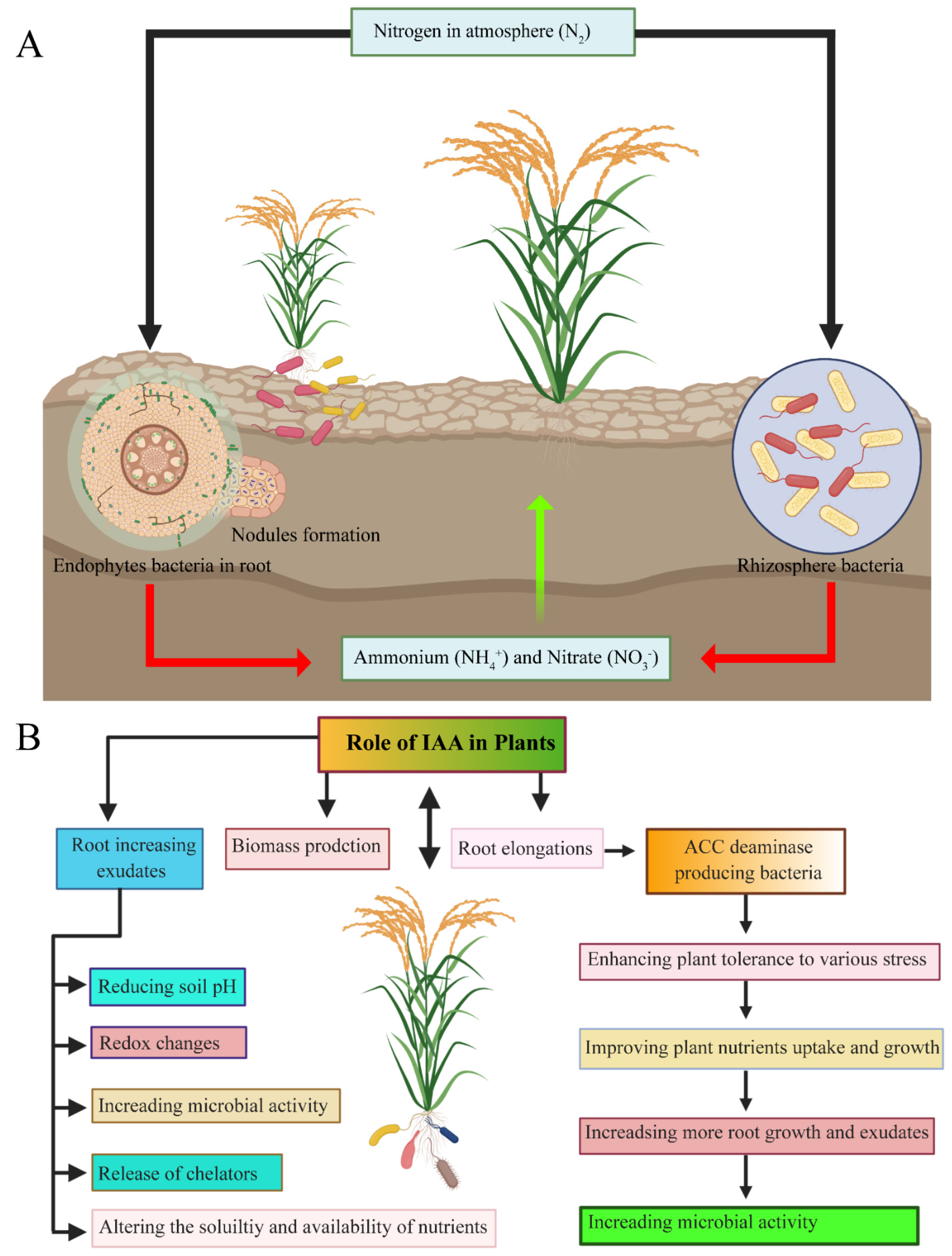 Ijms Free Full Text Diversity And Taxonomic Distribution Of Endophytic Bacterial Community In The Rice Plant And Its Prospective Html