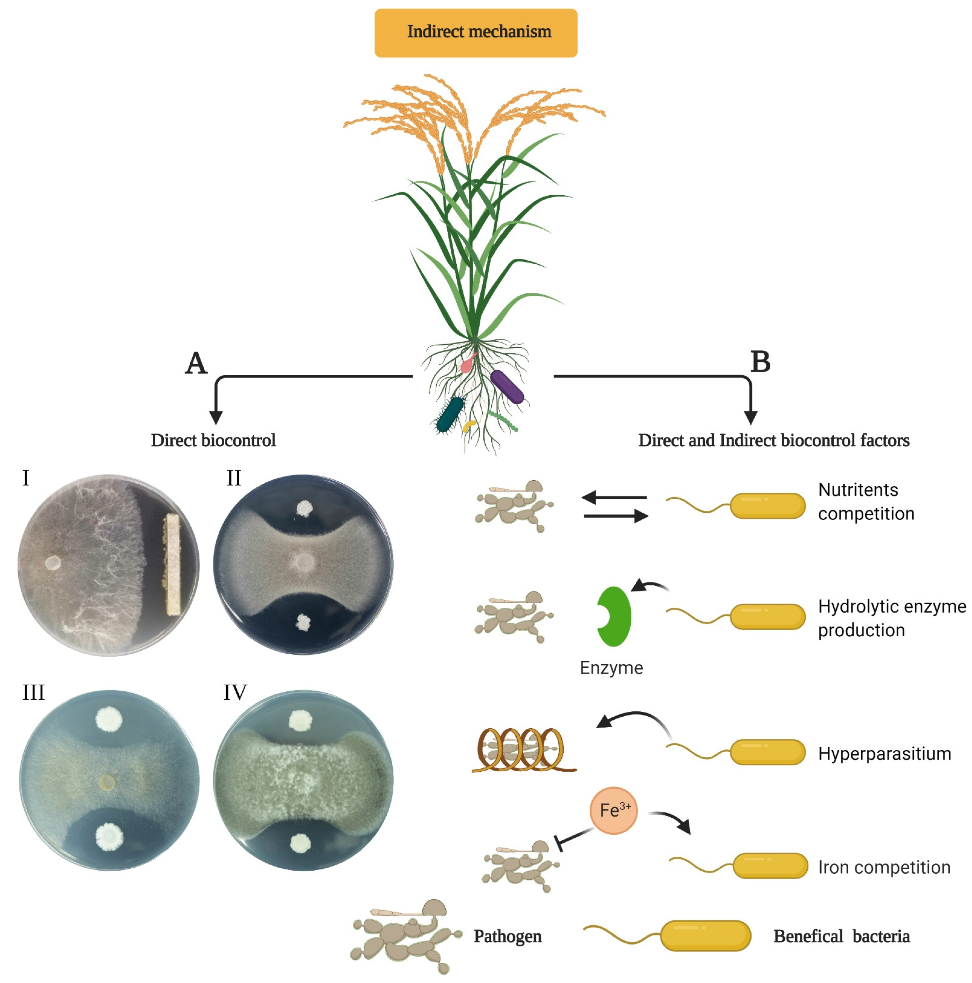 Ijms 22 10165 g005 550