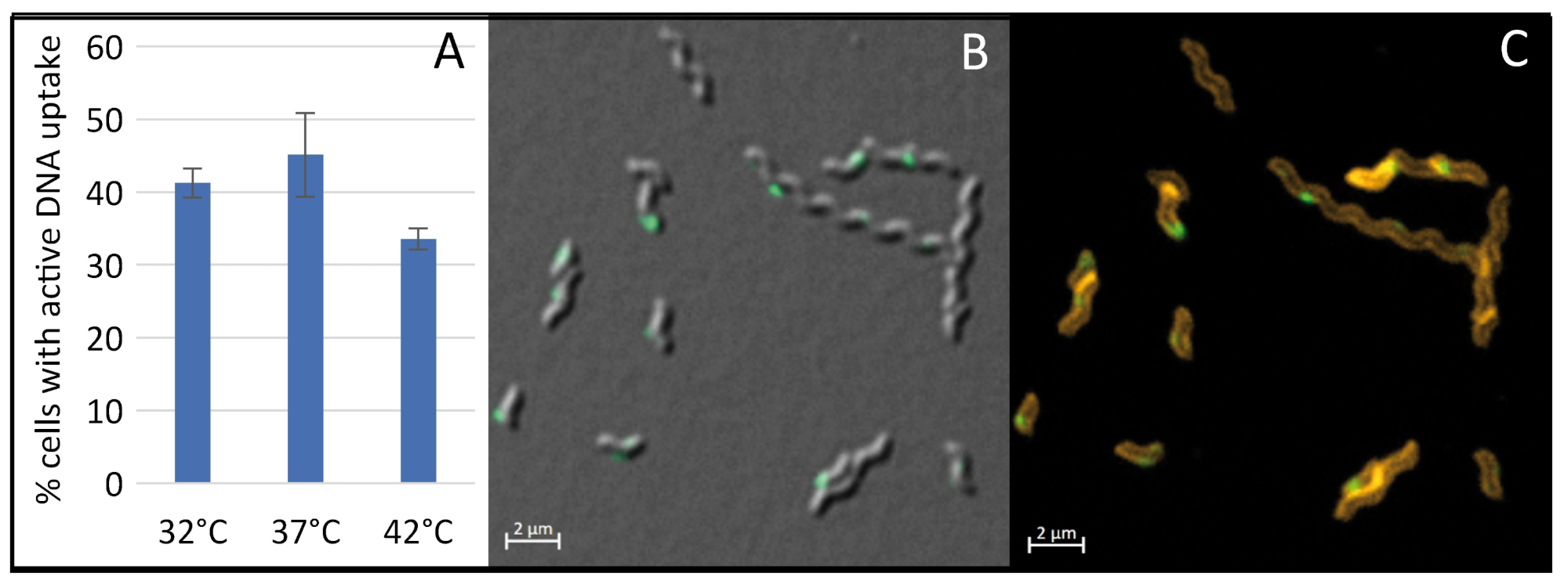 Ijms 22 10169 g005 Ijms 22 10169 g005