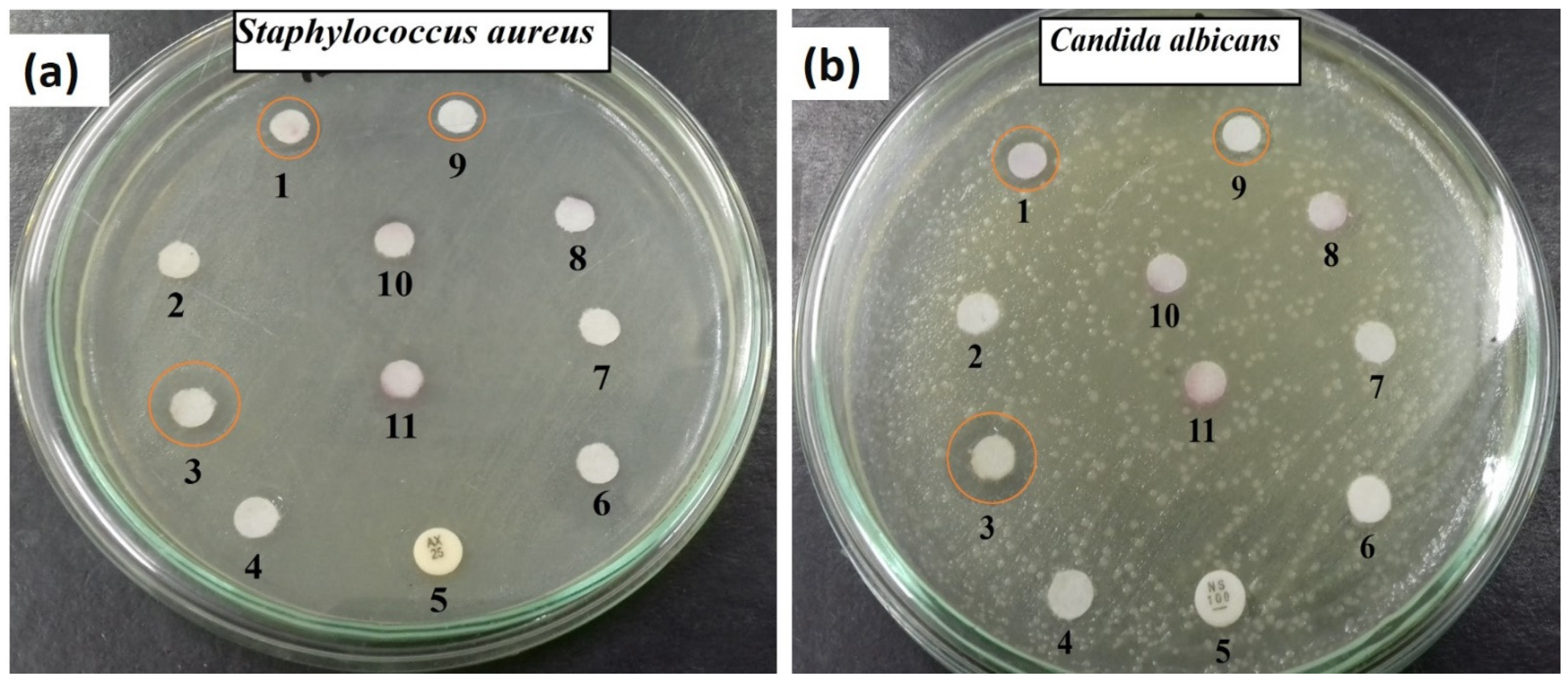 Ijms 22 10171 g007 550