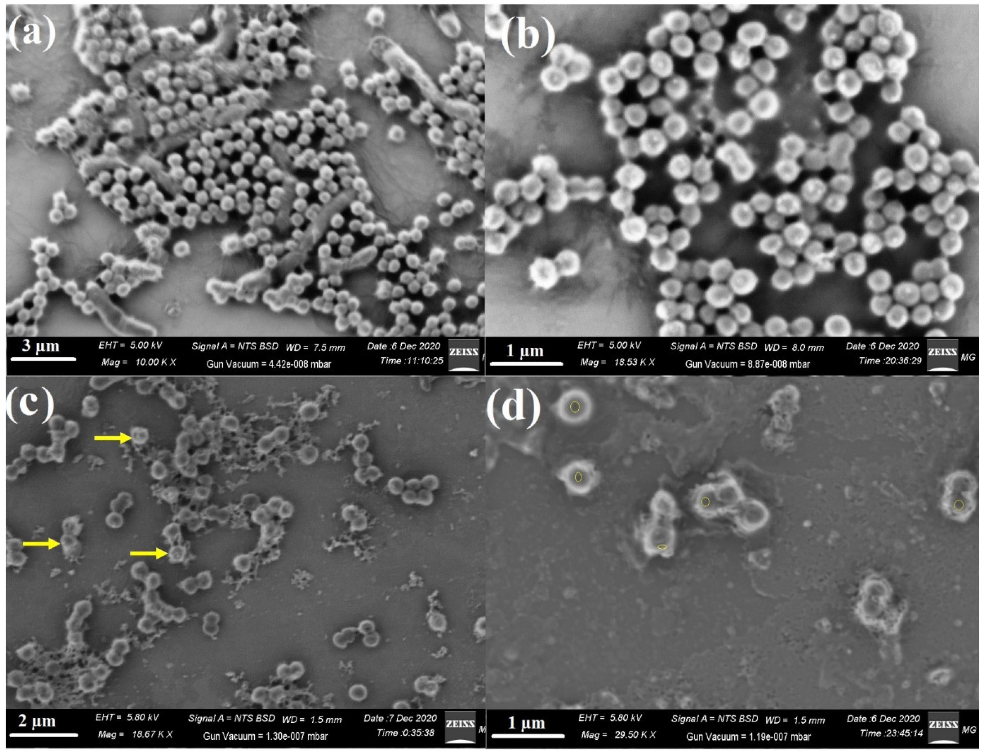 Ijms 22 10171 g009 550