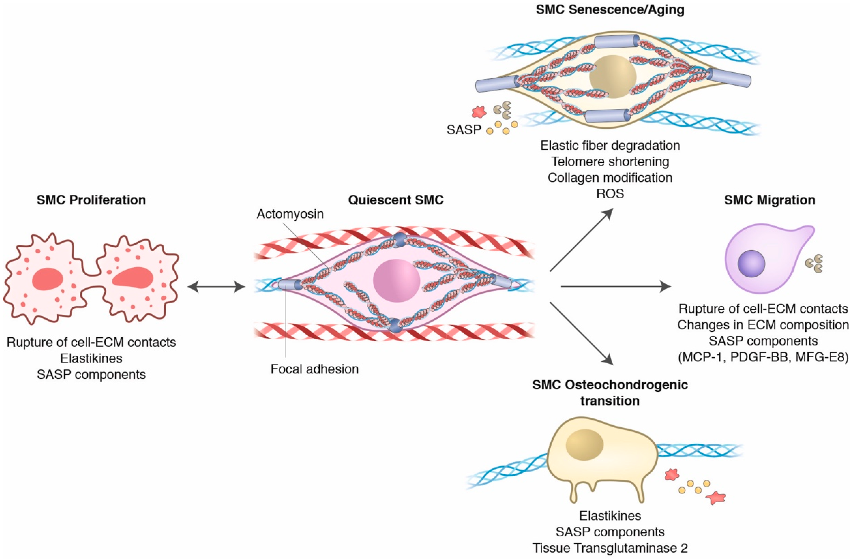 Ijms 22 10175 g002 Ijms 22 10175 g002