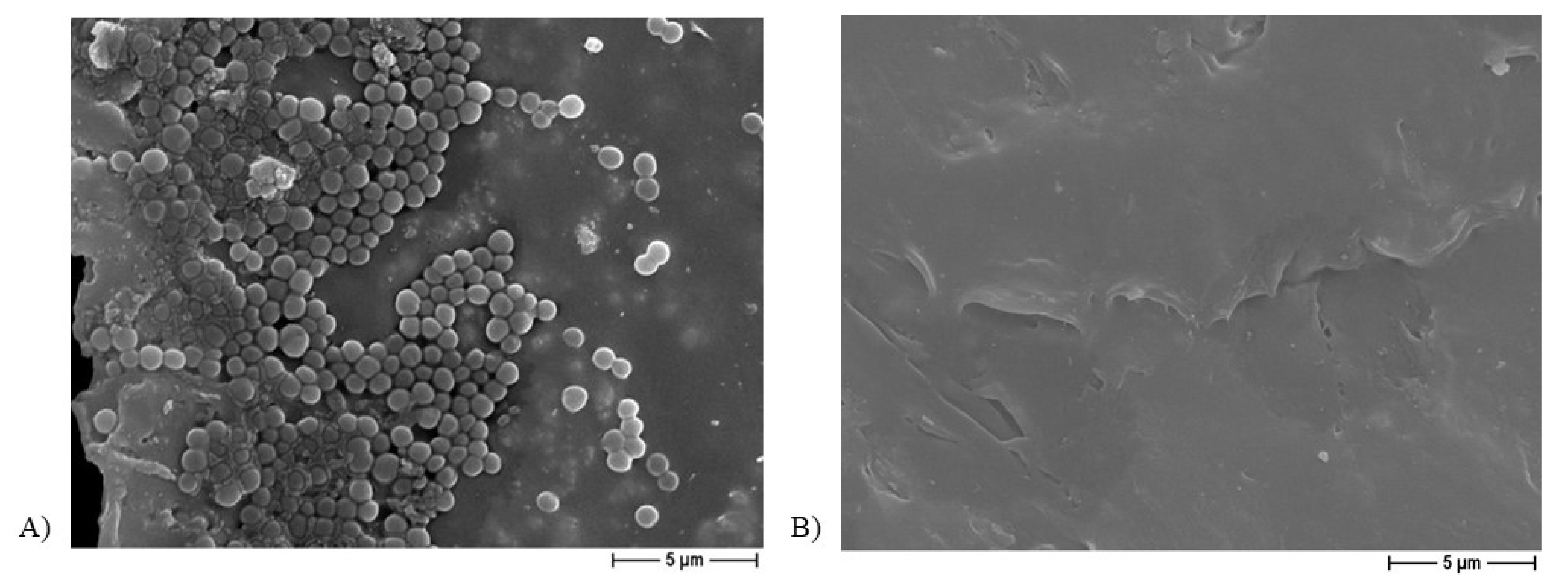 Ijms 22 10176 g008 550