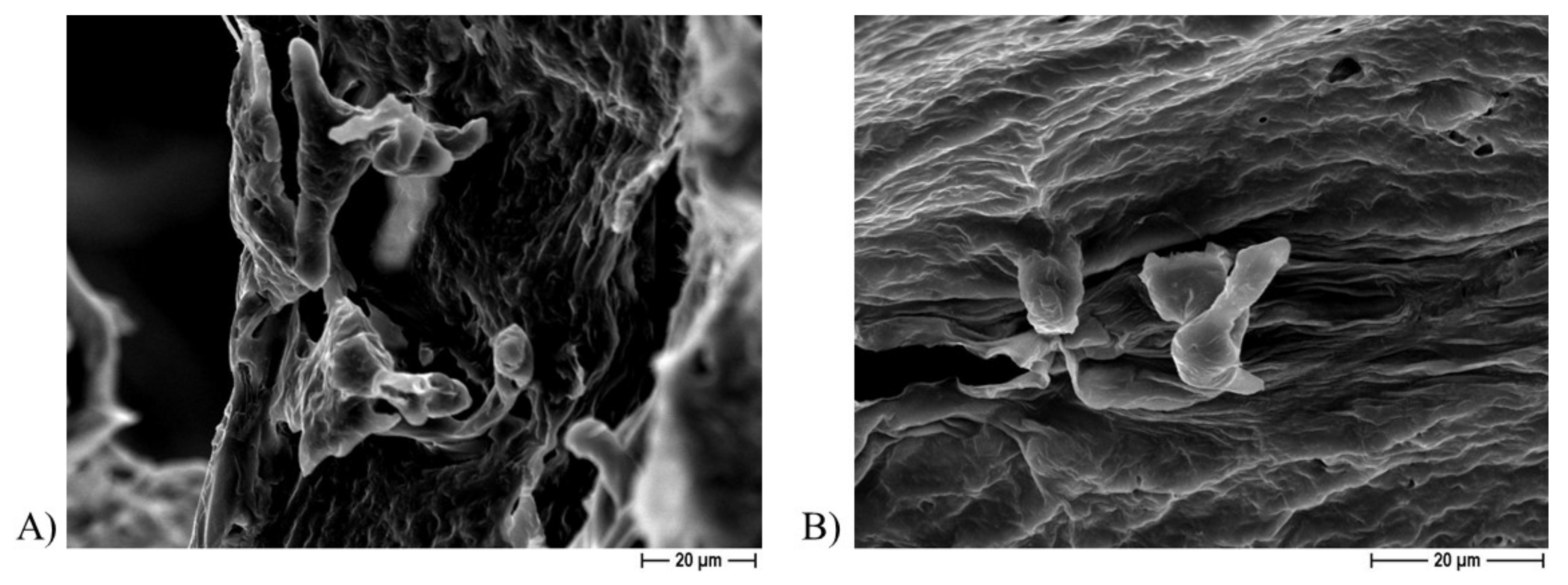 Ijms 22 10176 g010 550