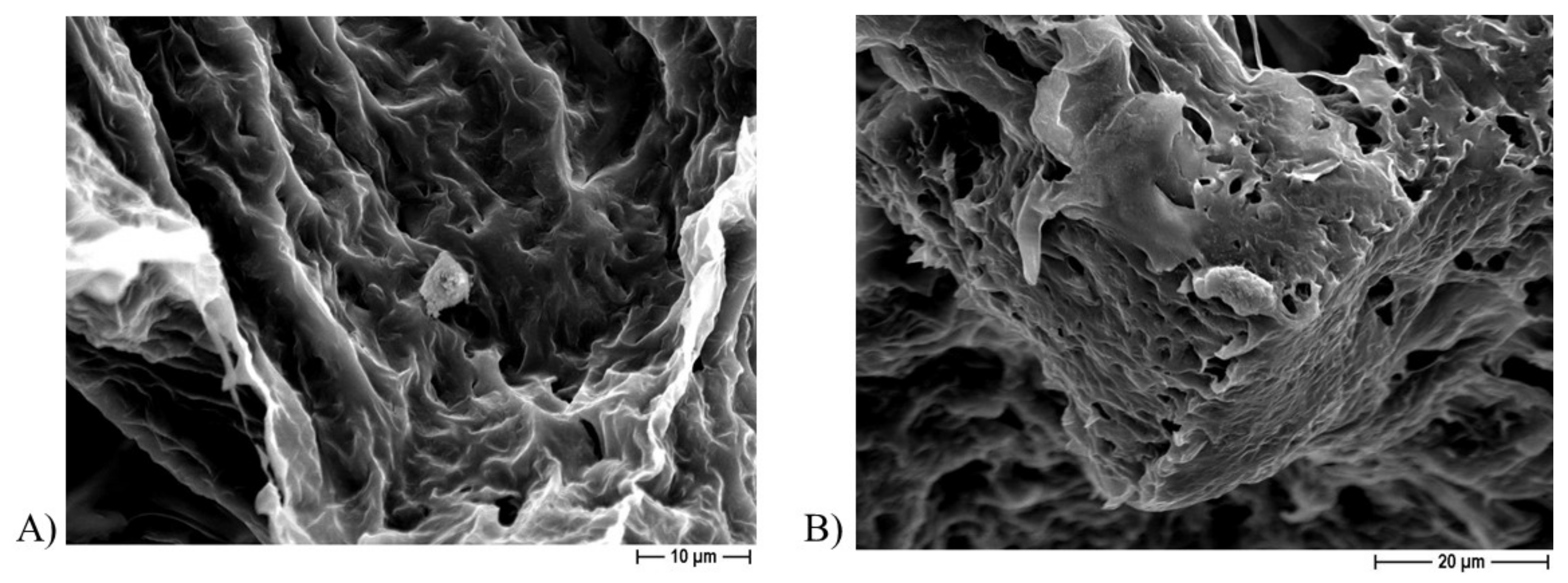 Ijms 22 10176 g011 550