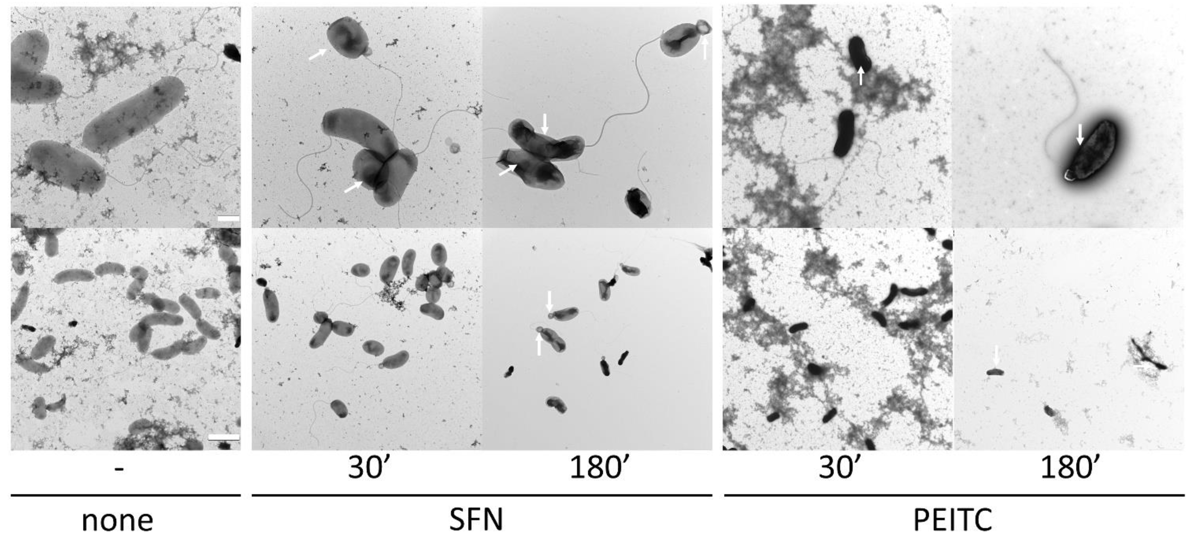 Ijms 22 10187 g002 550