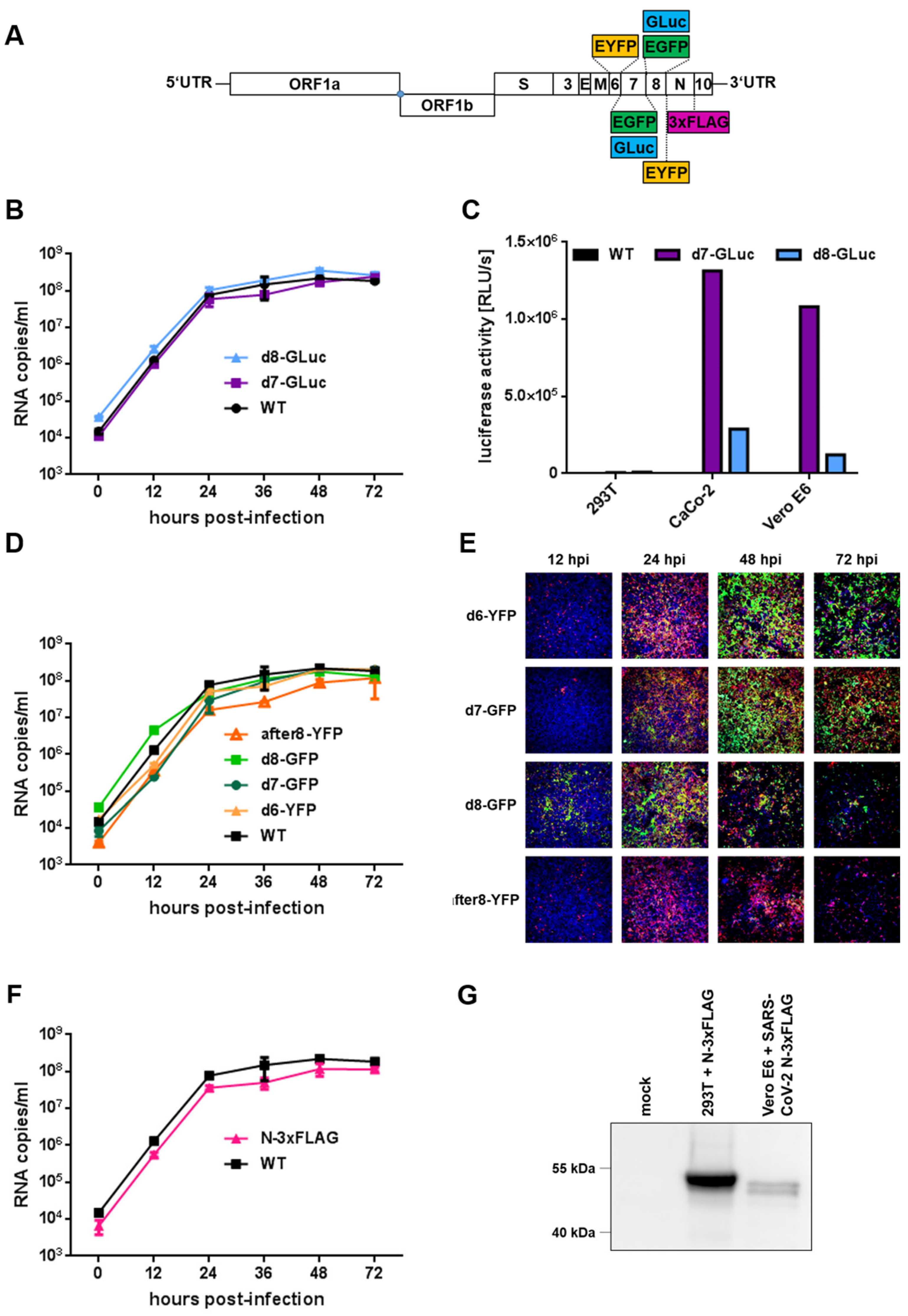 Ijms 22 10188 g003 550