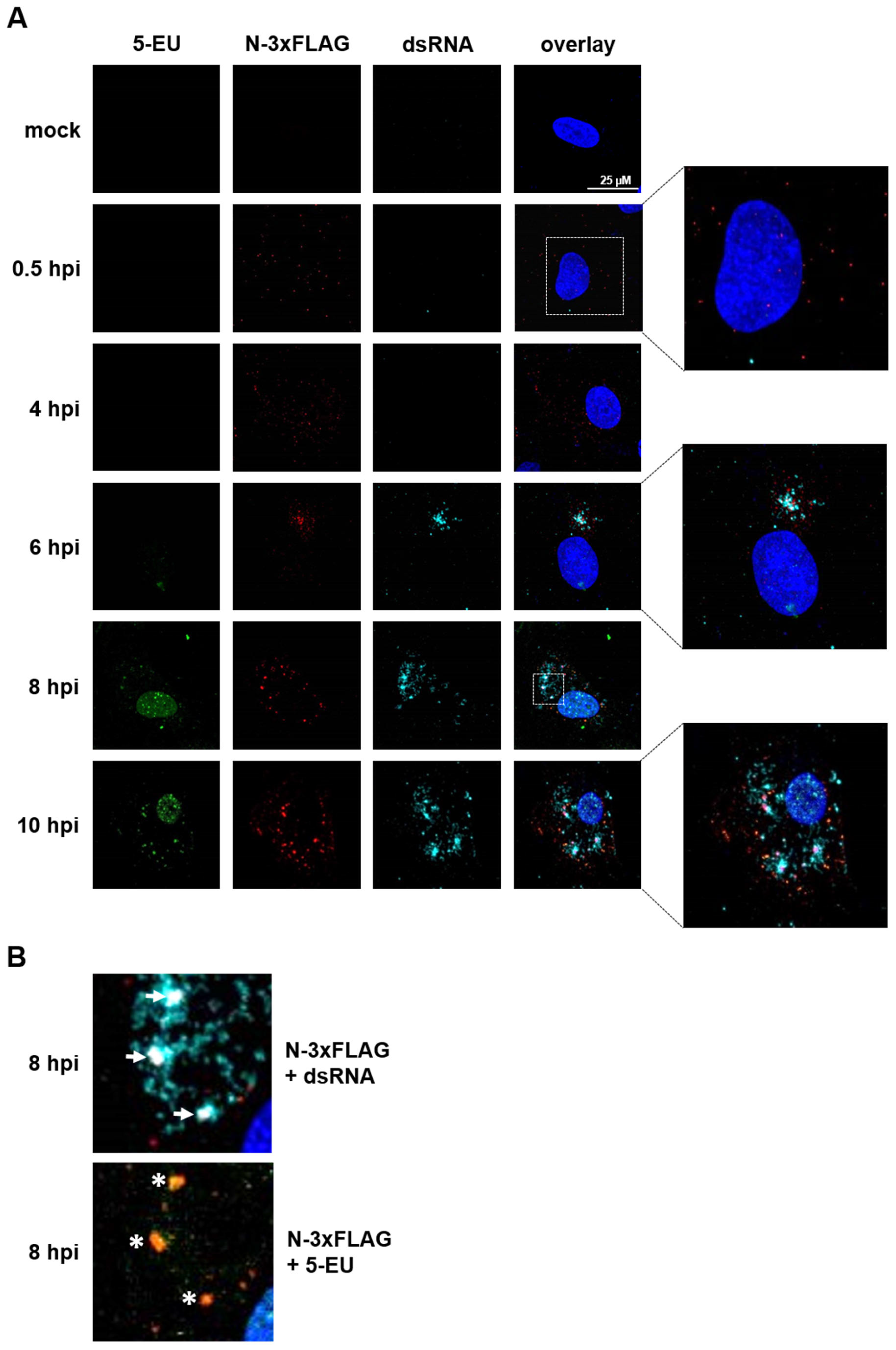 Ijms 22 10188 g005 550
