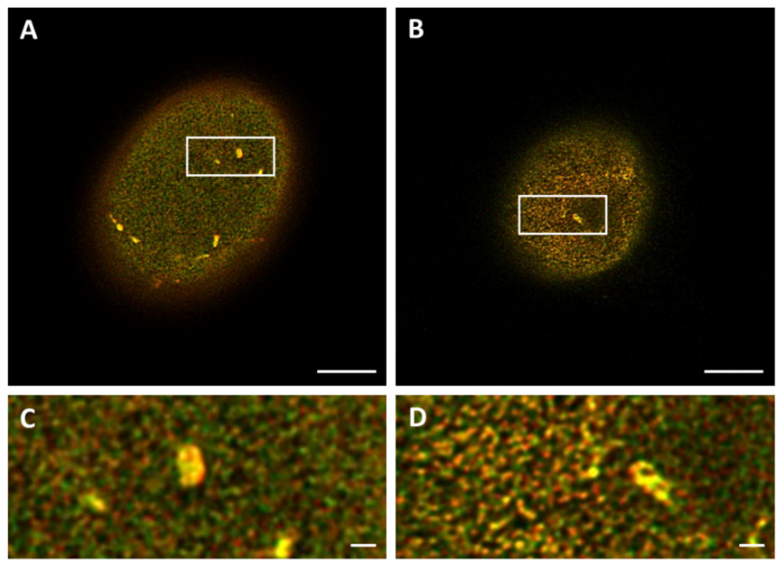 Ijms 22 10194 g006 550