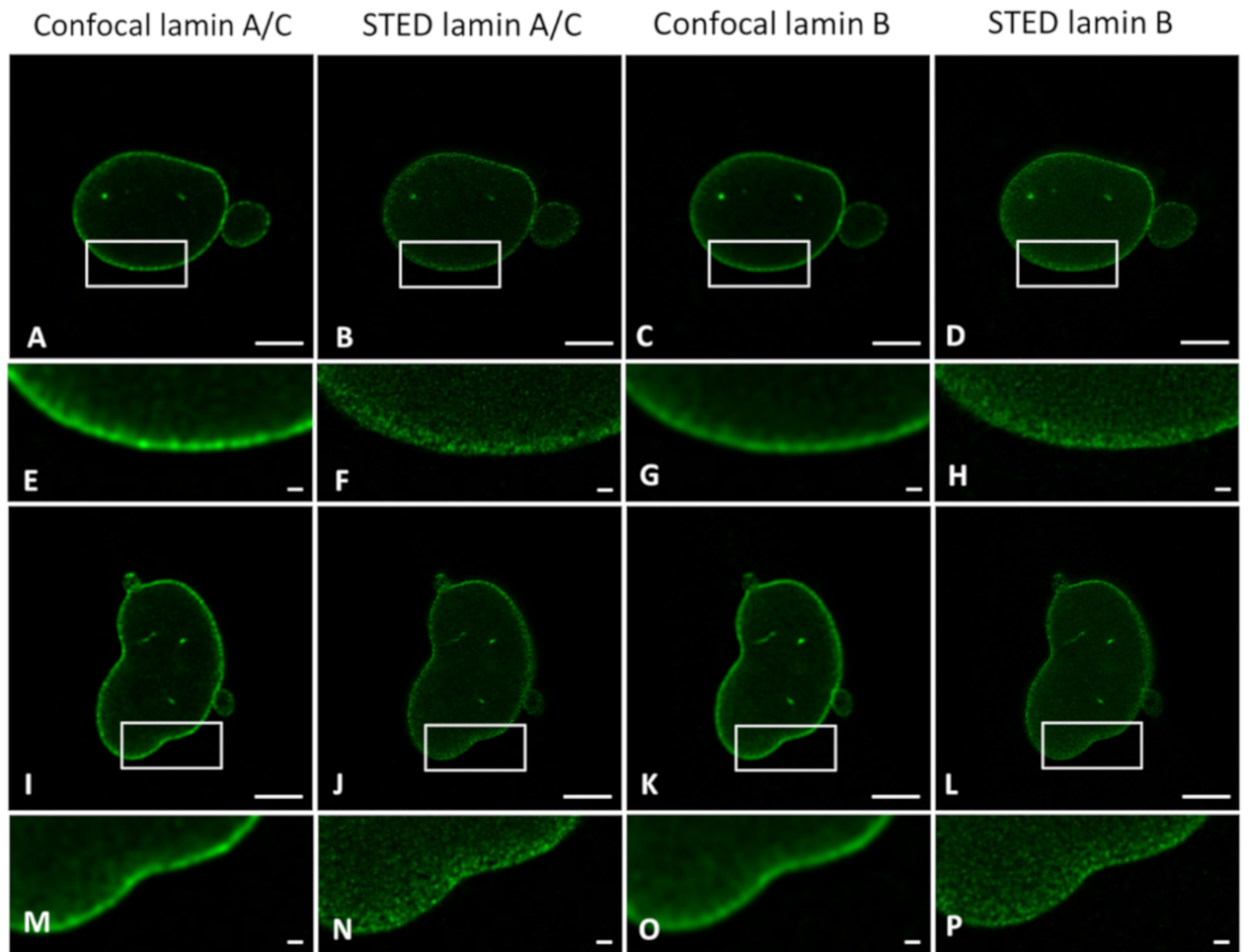 Ijms 22 10194 g009 550