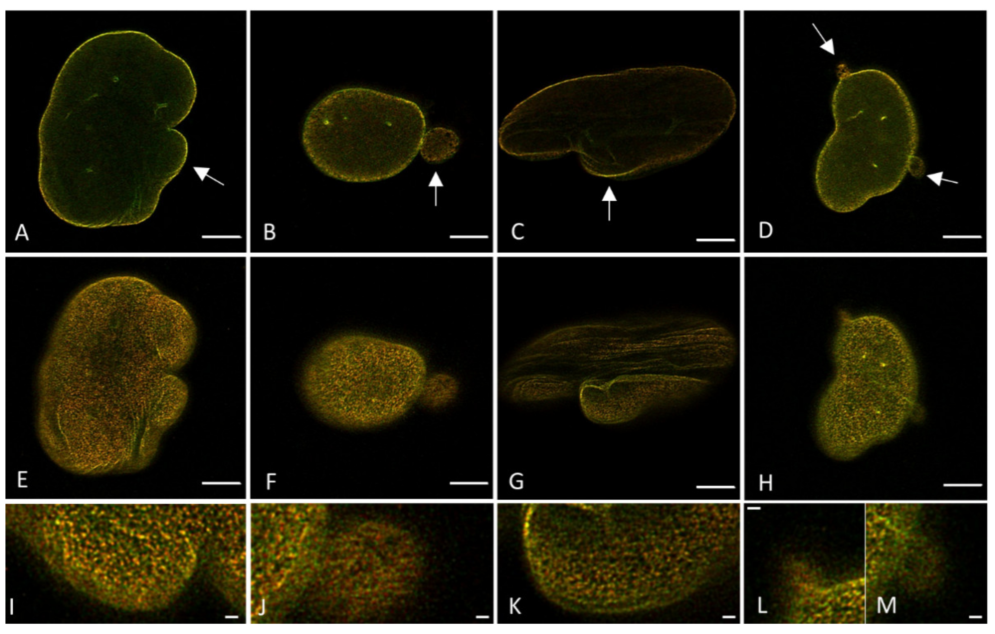 Ijms 22 10194 g010 550