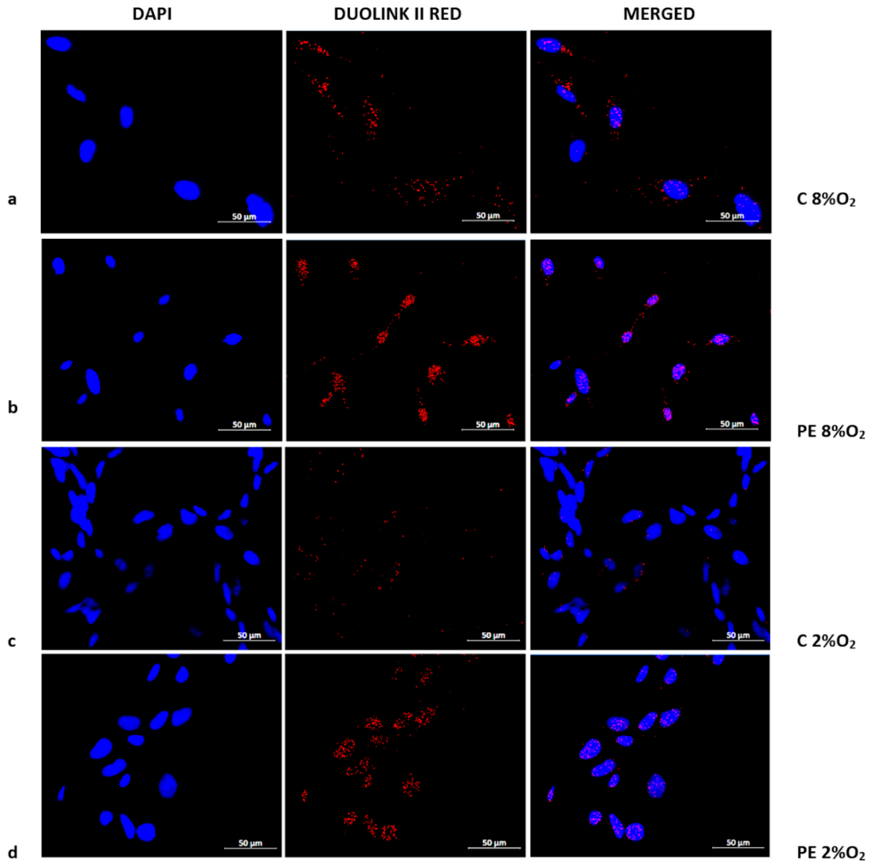 Ijms 22 10200 g003 Ijms 22 10200 g003