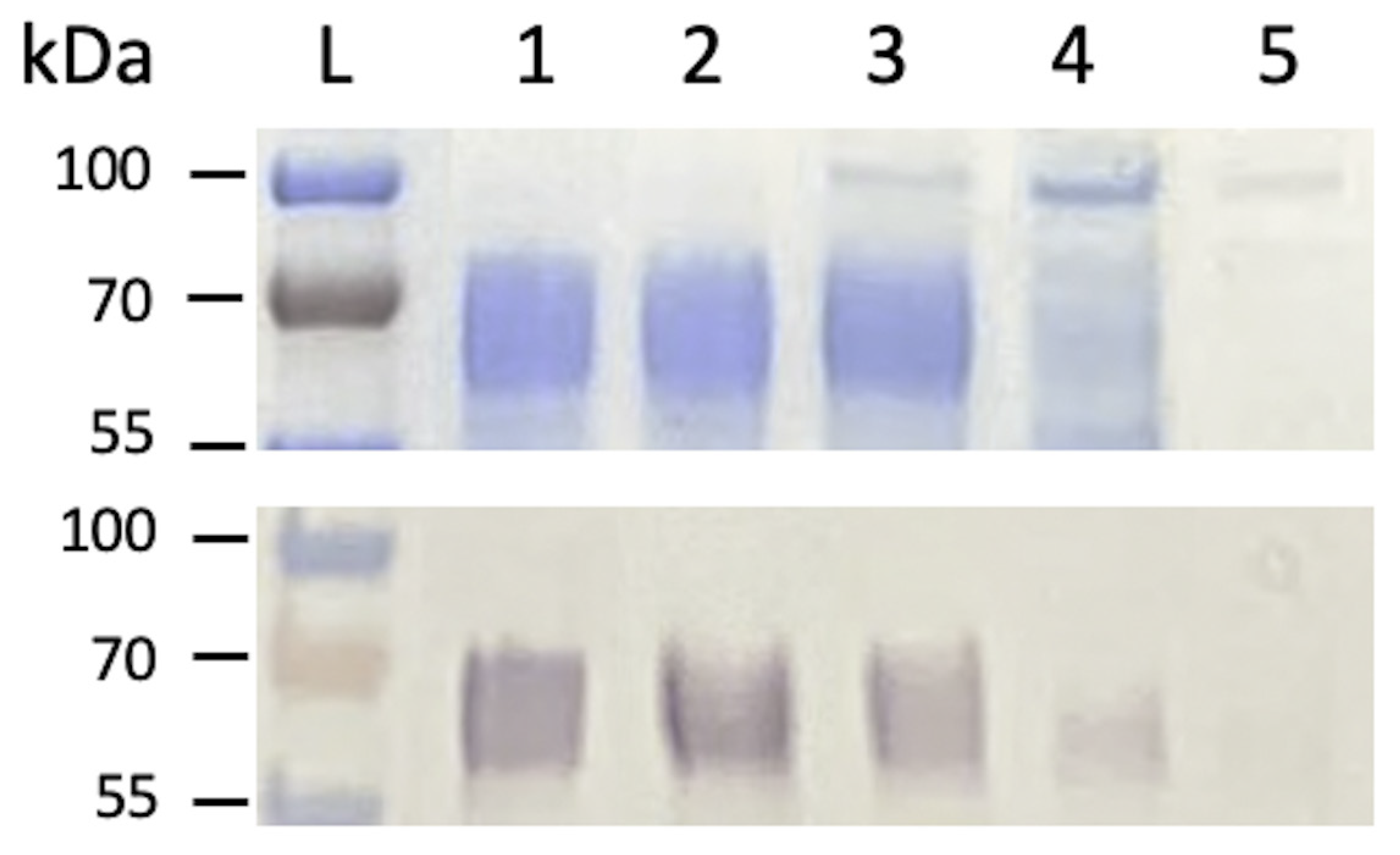 Ijms 22 10203 g002 550