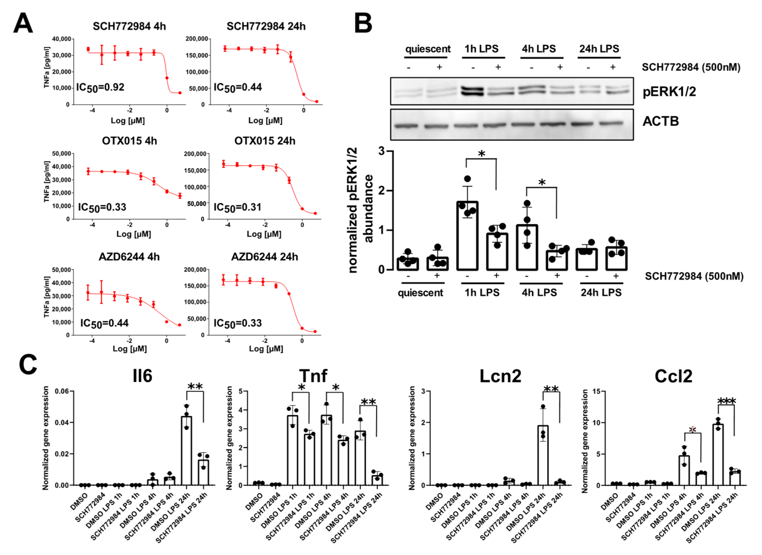 その他 ERK Selective Extracellular Signal-Regulated Kinase 1/2 (ERK1/2