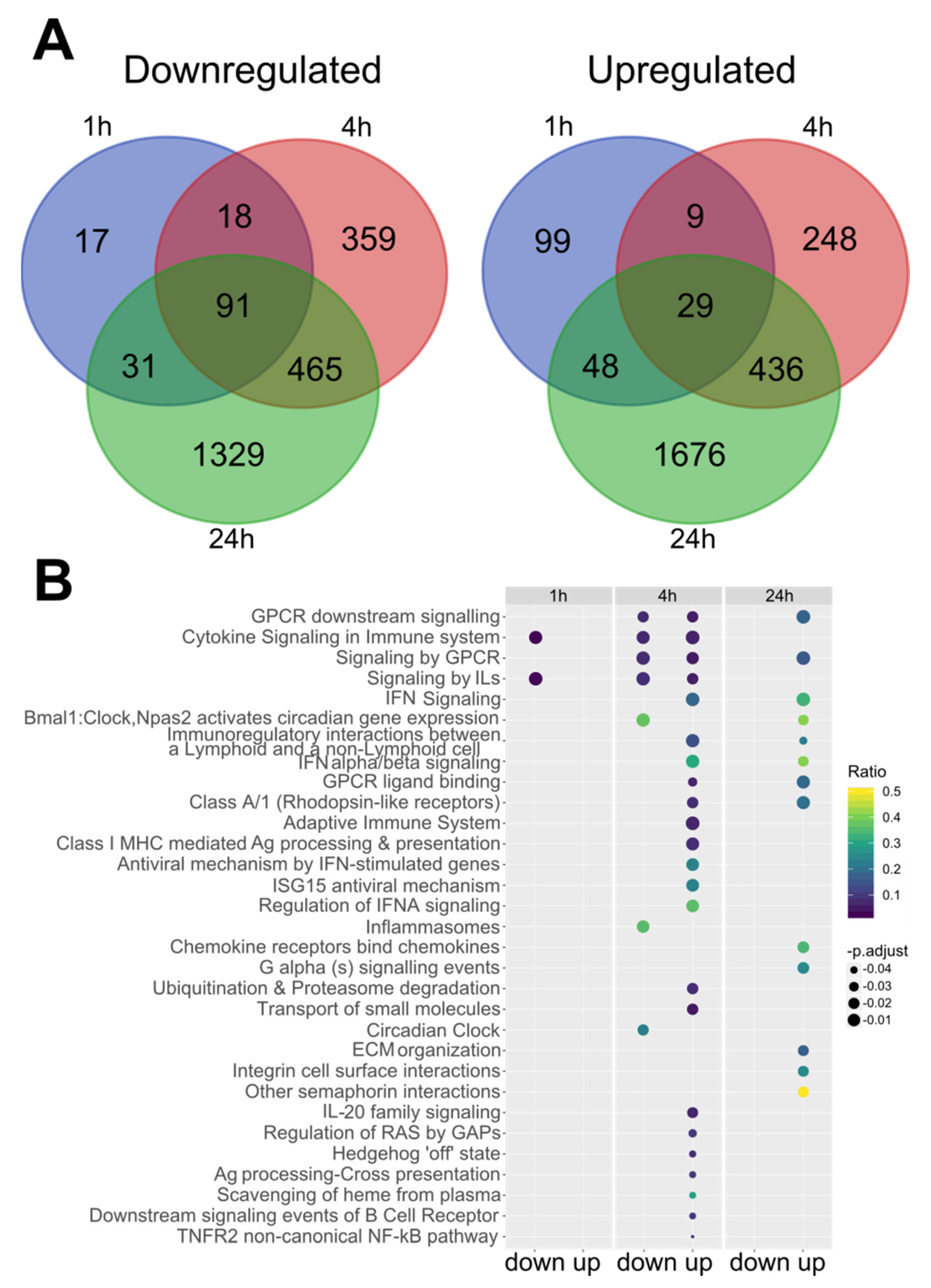 ●JALIL RADAEN  Bink関連 Selective Extracellular Signal-Regulated Kinase 1/2 (ERK1/2