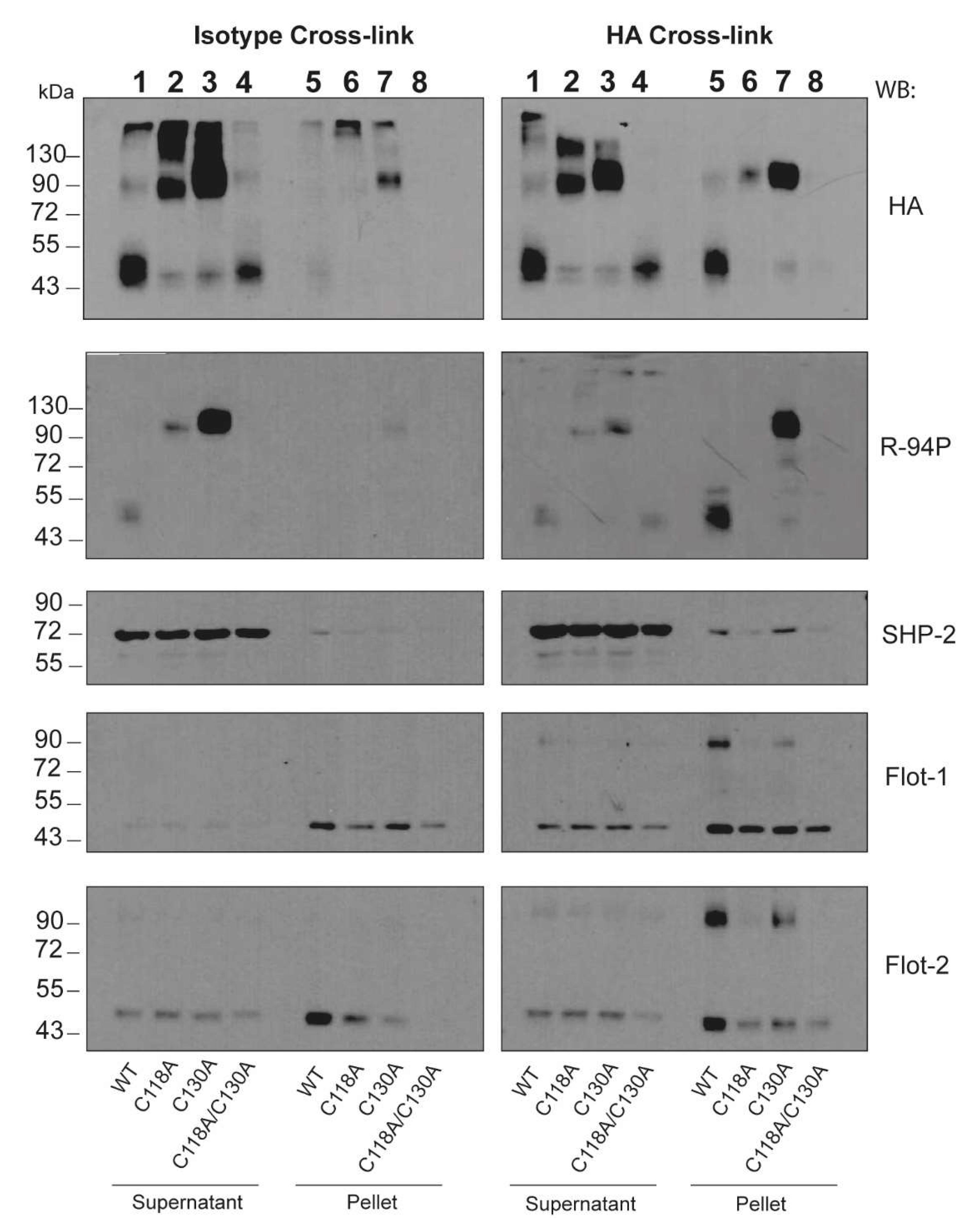 Ijms 22 10207 g004