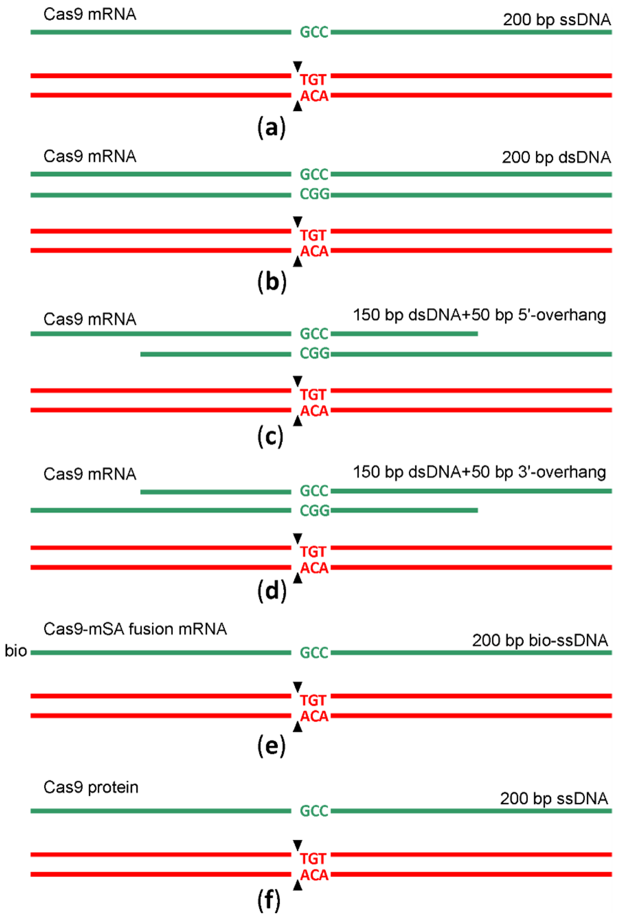 Ijms 22 10221 g003 550