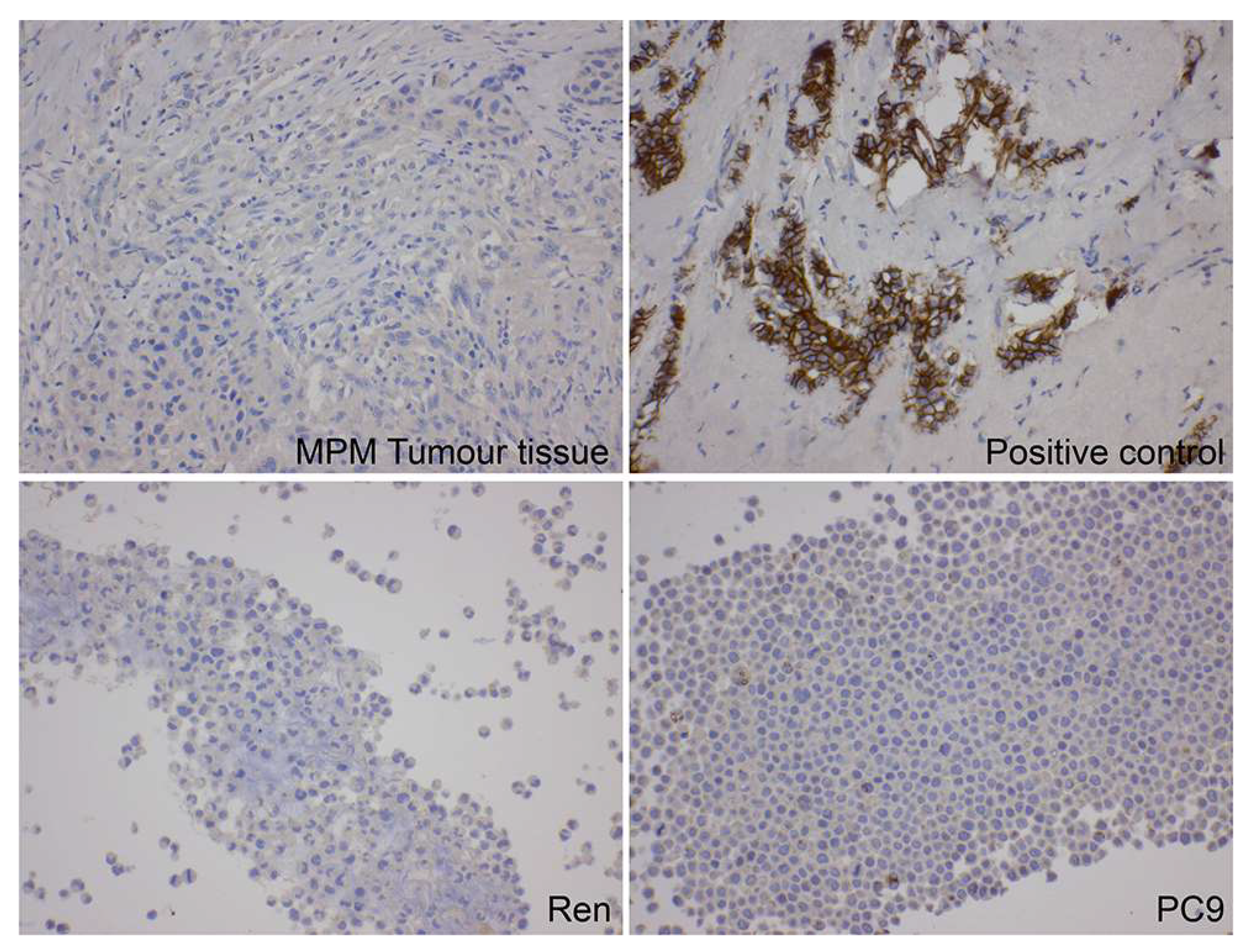 Ijms 22 10225 g001 Ijms 22 10225 g001