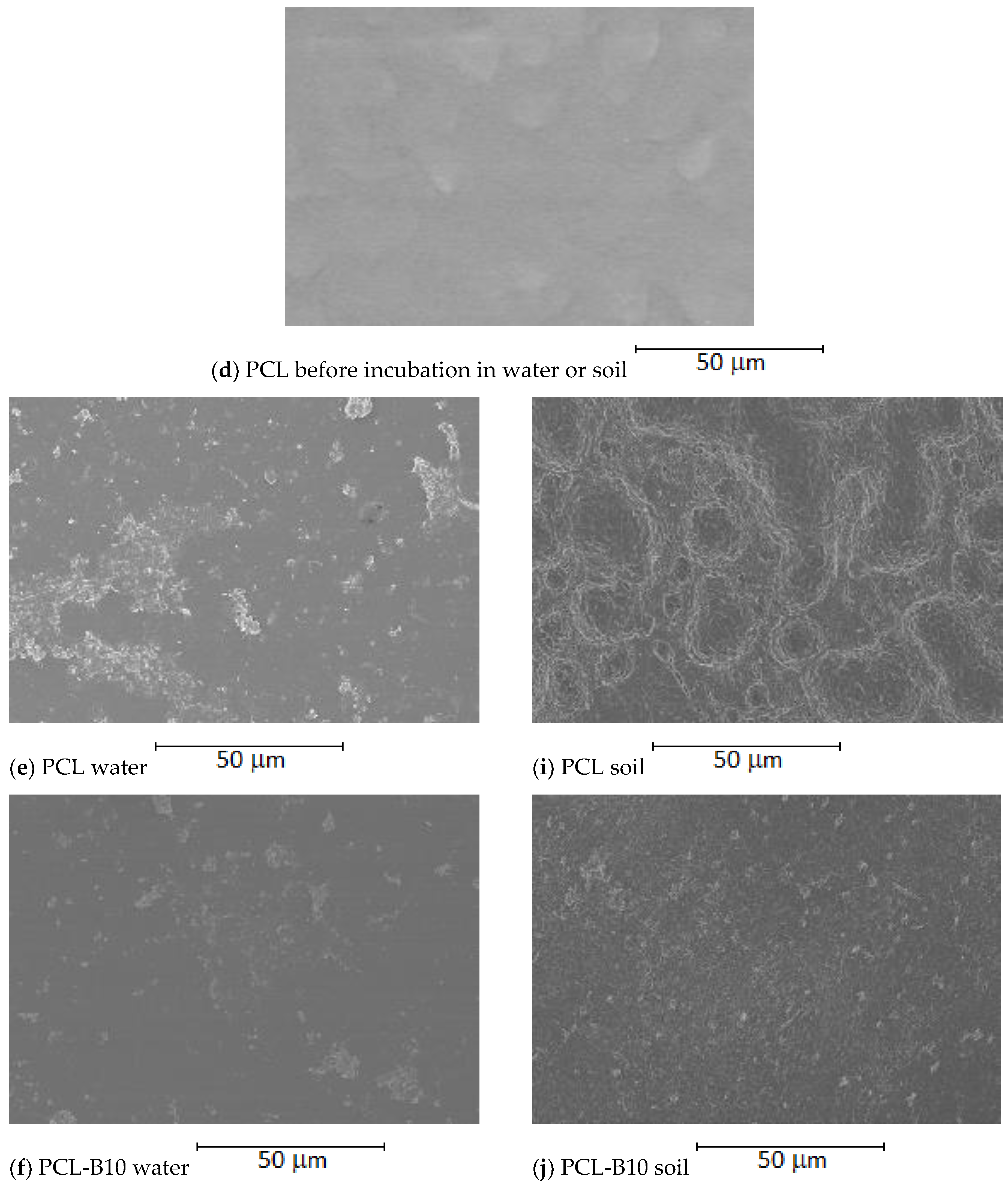 Ijms 22 10228 g005b Ijms 22 10228 g005b