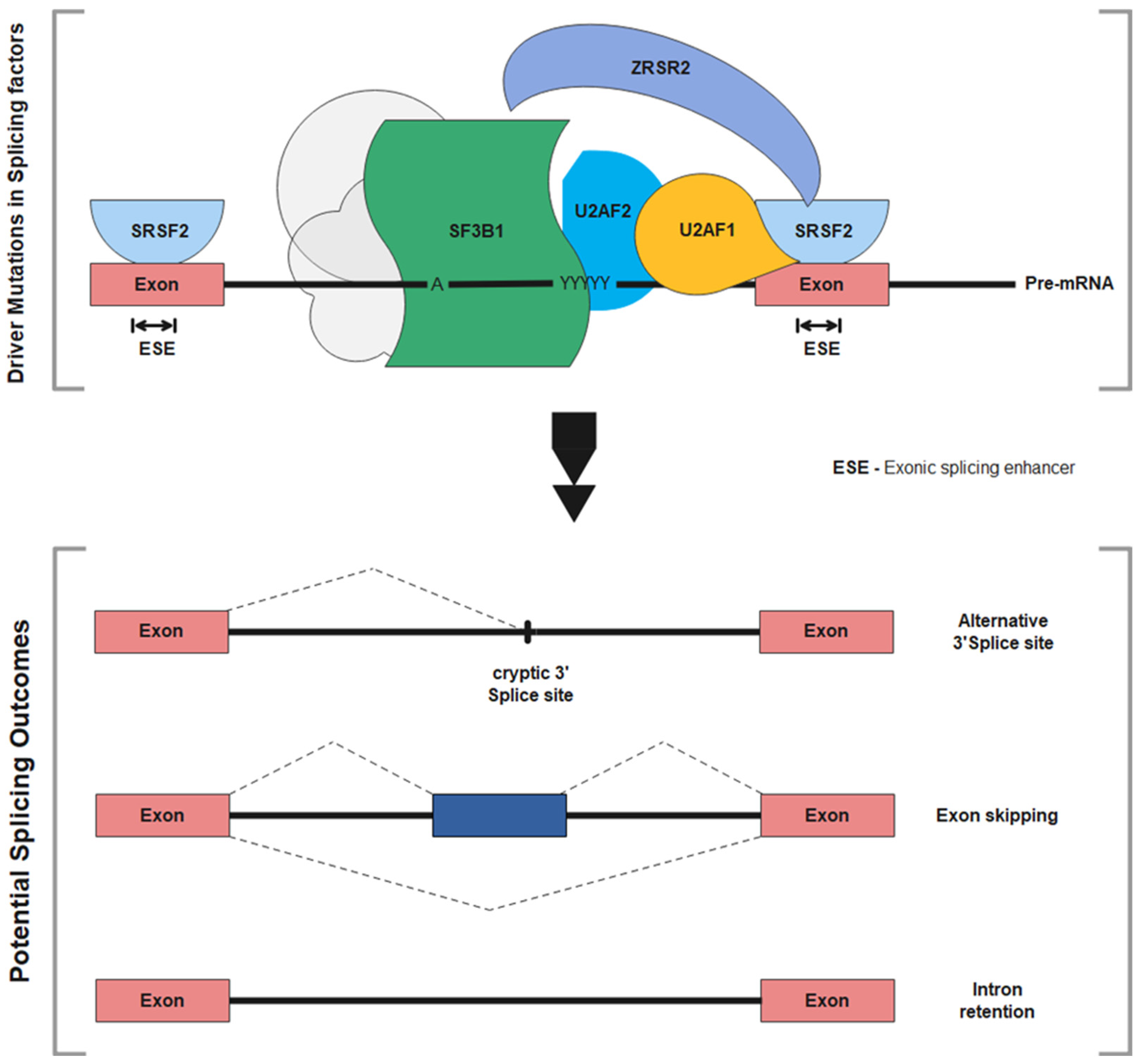 Ijms 22 10232 g002 Ijms 22 10232 g002