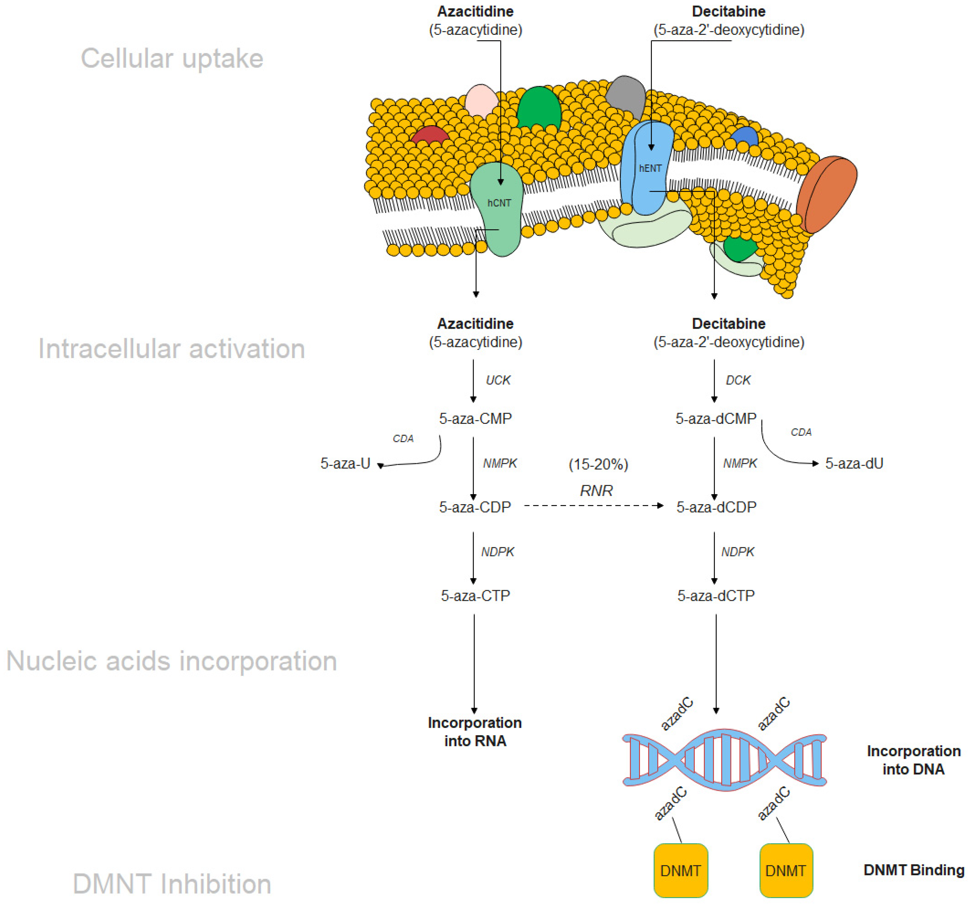 Ijms Free Full Text Molecular Targeted Therapy And Immunotherapy For Myelodysplastic Syndrome Html Ijms Free Full Text Molecular Targeted Therapy And Immunotherapy For Myelodysplastic Syndrome Html