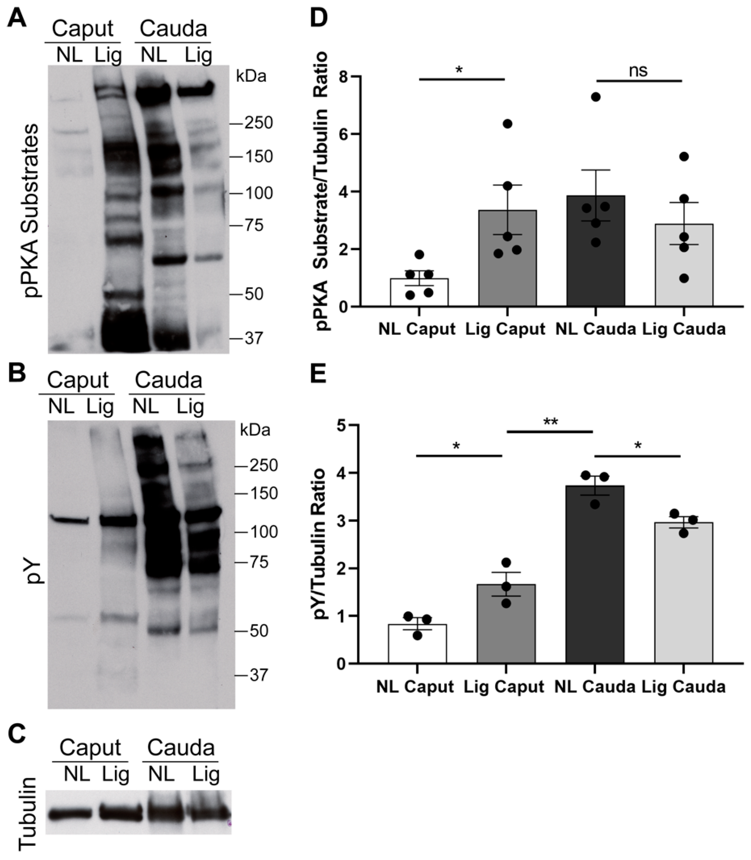 Ijms 22 10241 g004 550