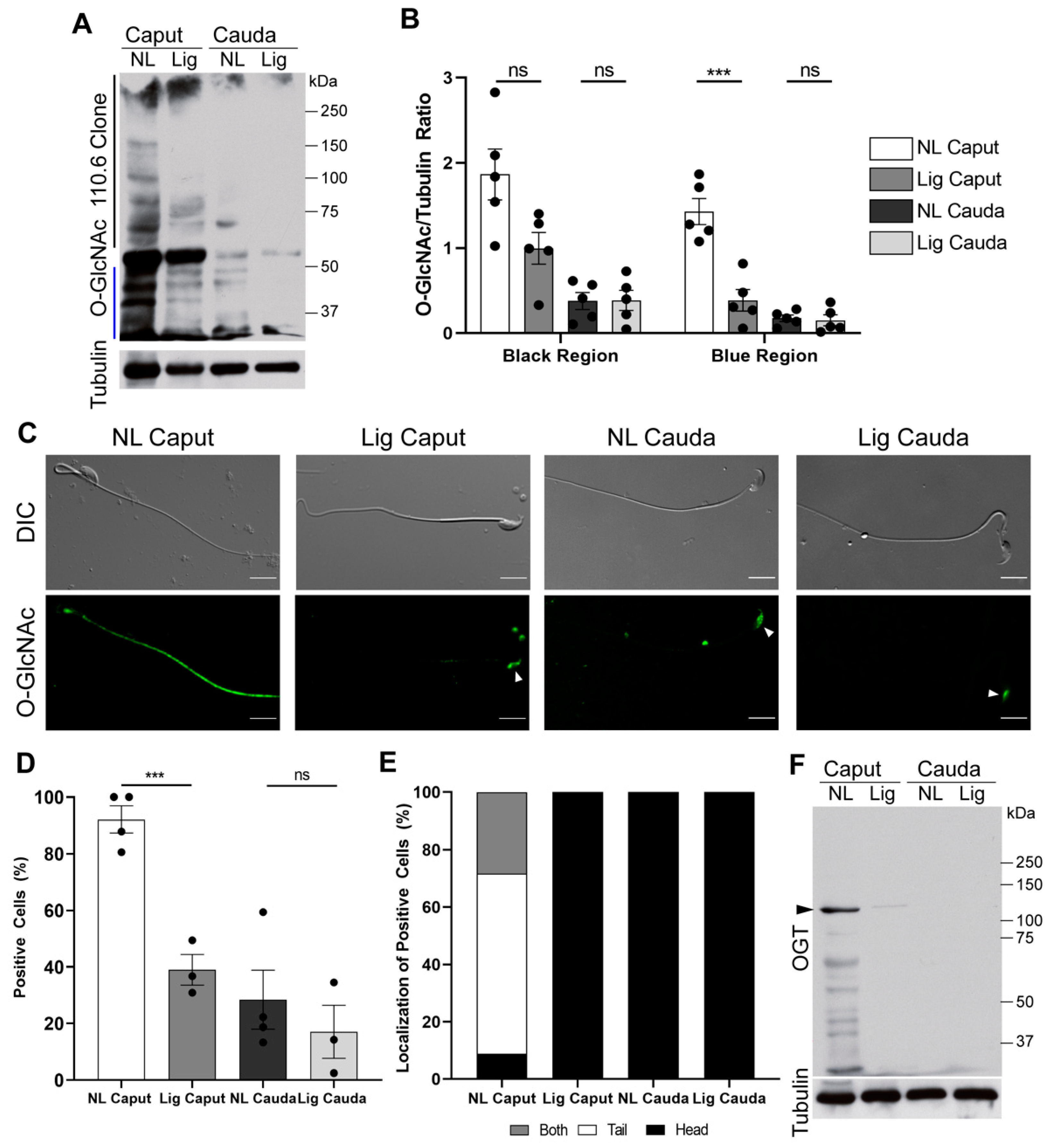 Ijms 22 10241 g005 550