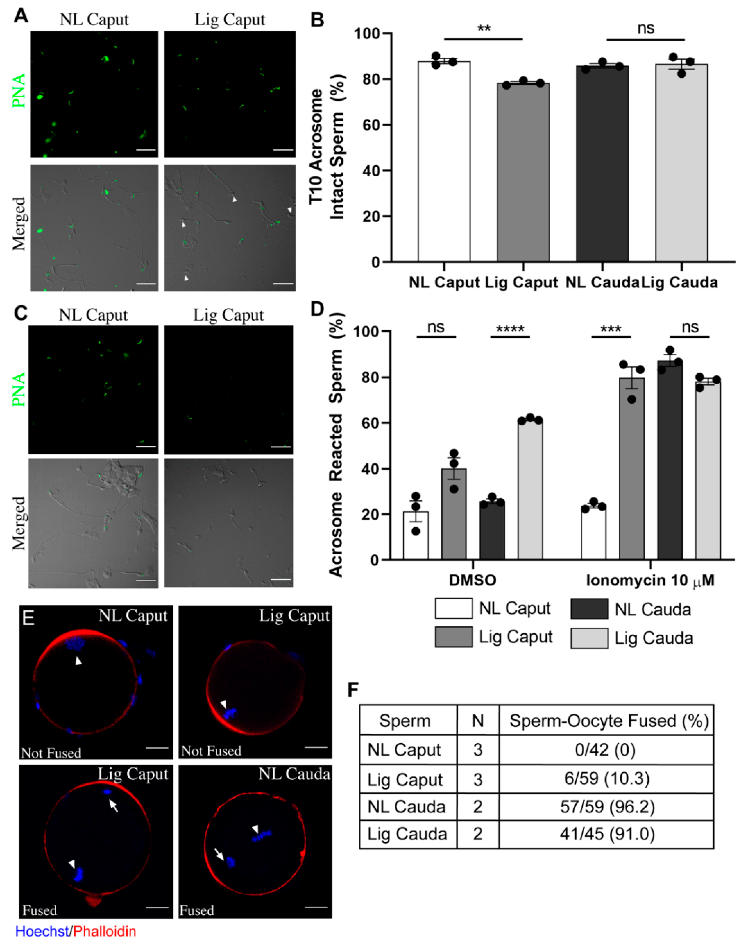 Ijms 22 10241 g006 550