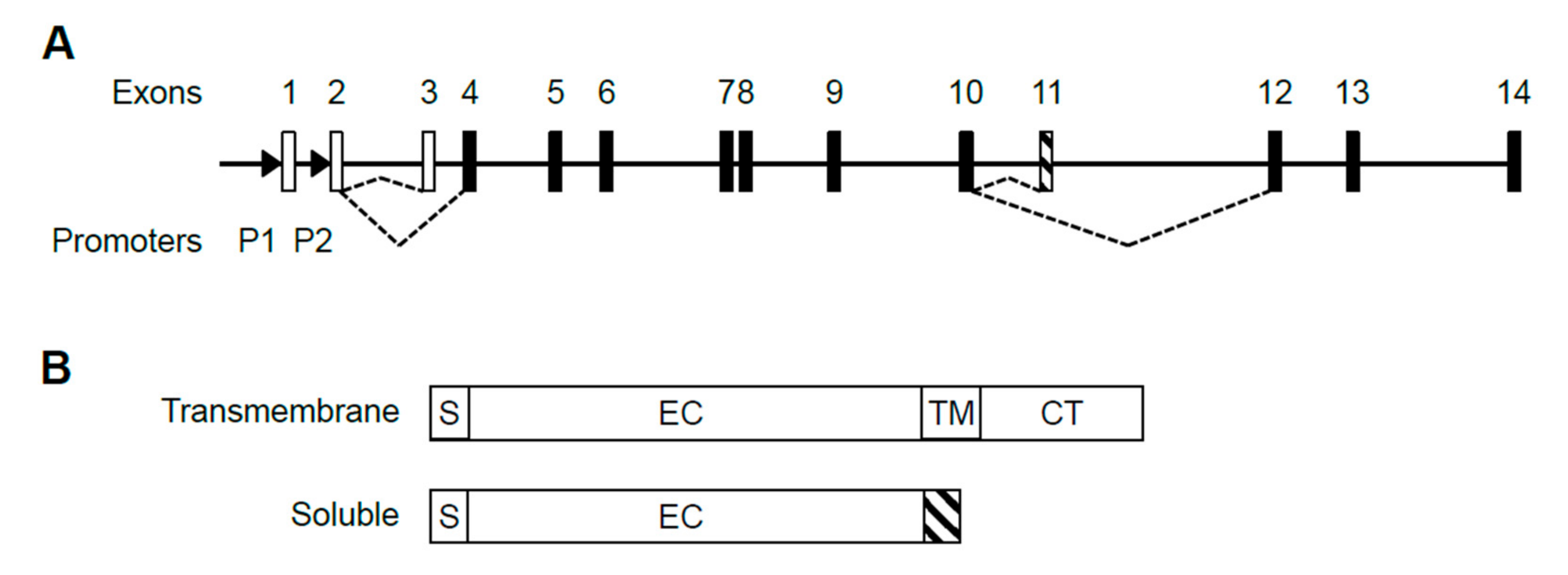 Ijms 22 10245 g001 550