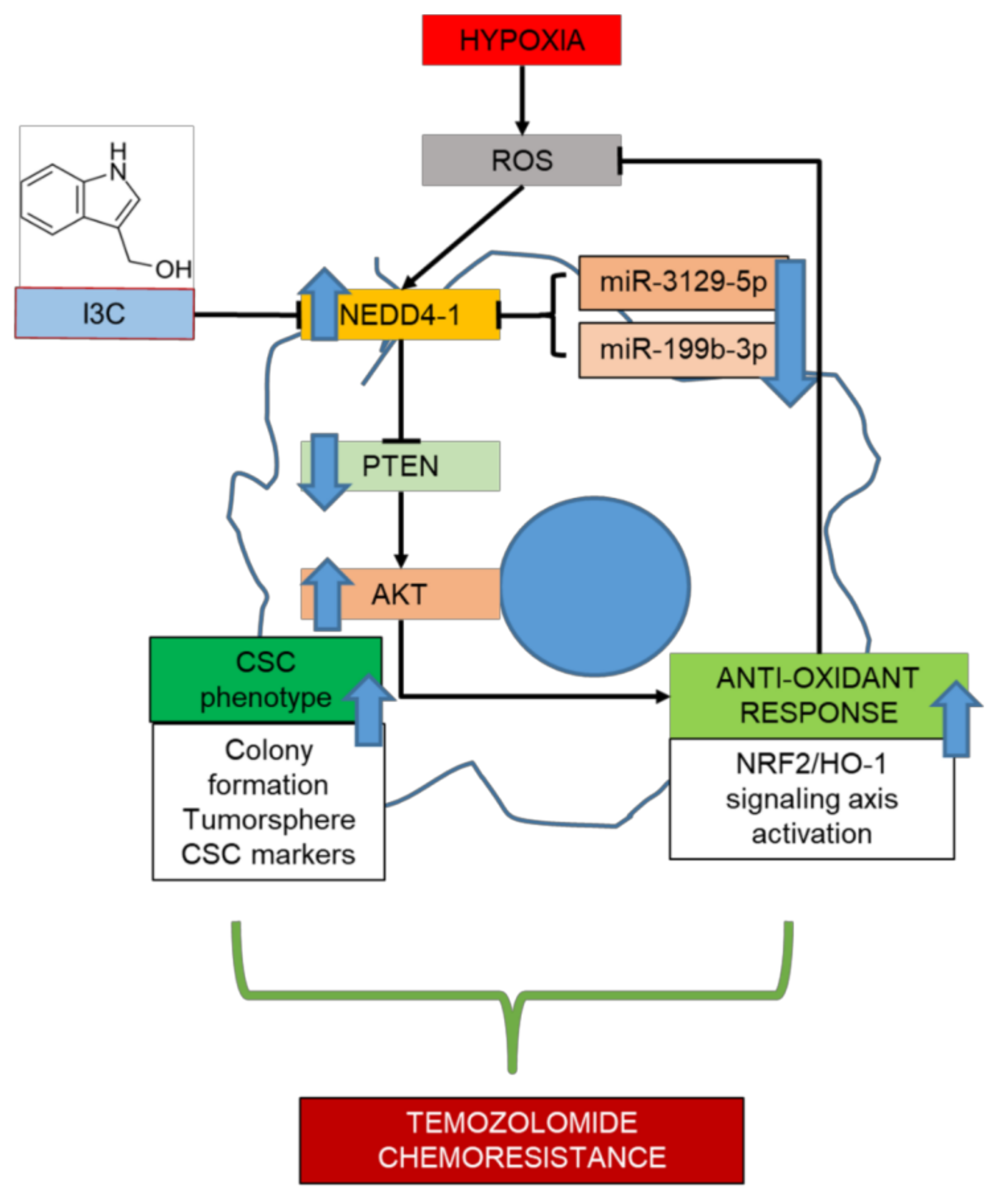 Ijms 22 10247 g007 550