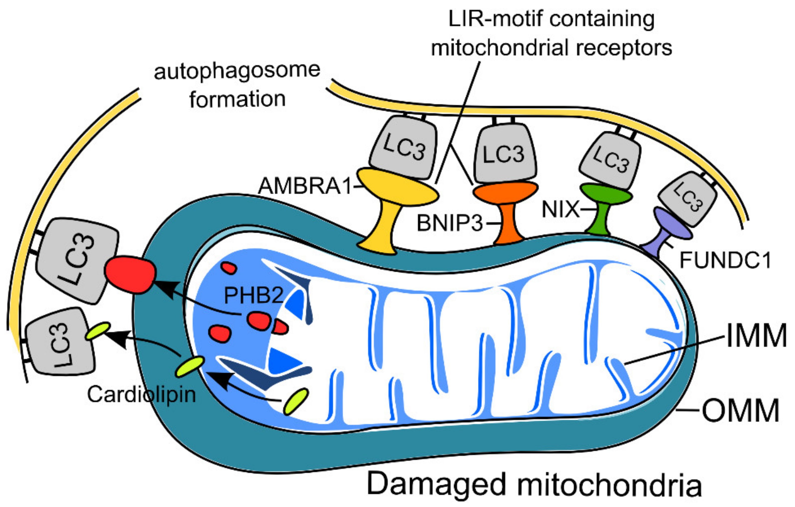 Ijms 22 10251 g002 550