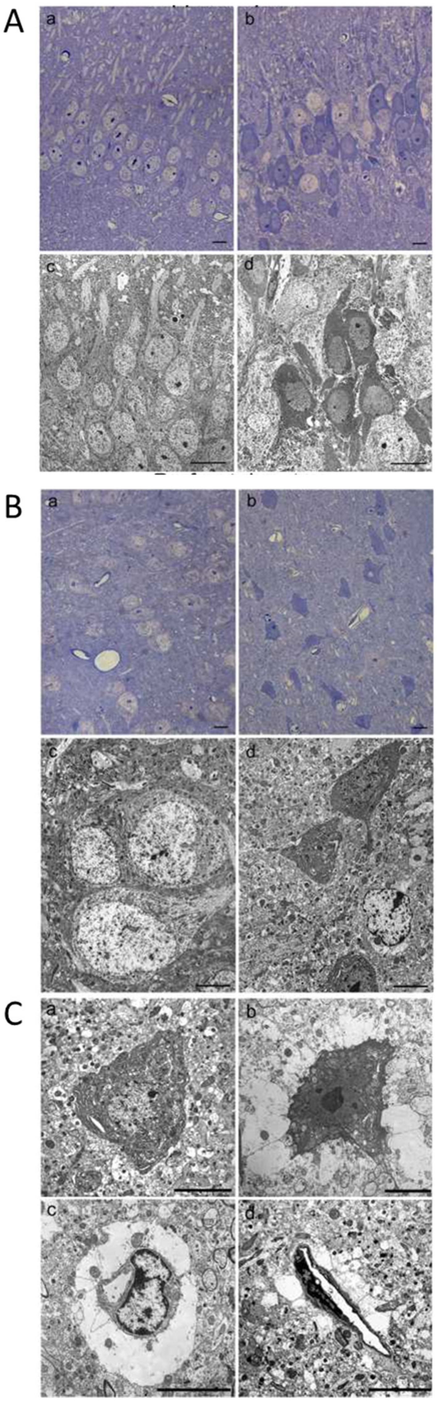 Ijms 22 10256 g006 550