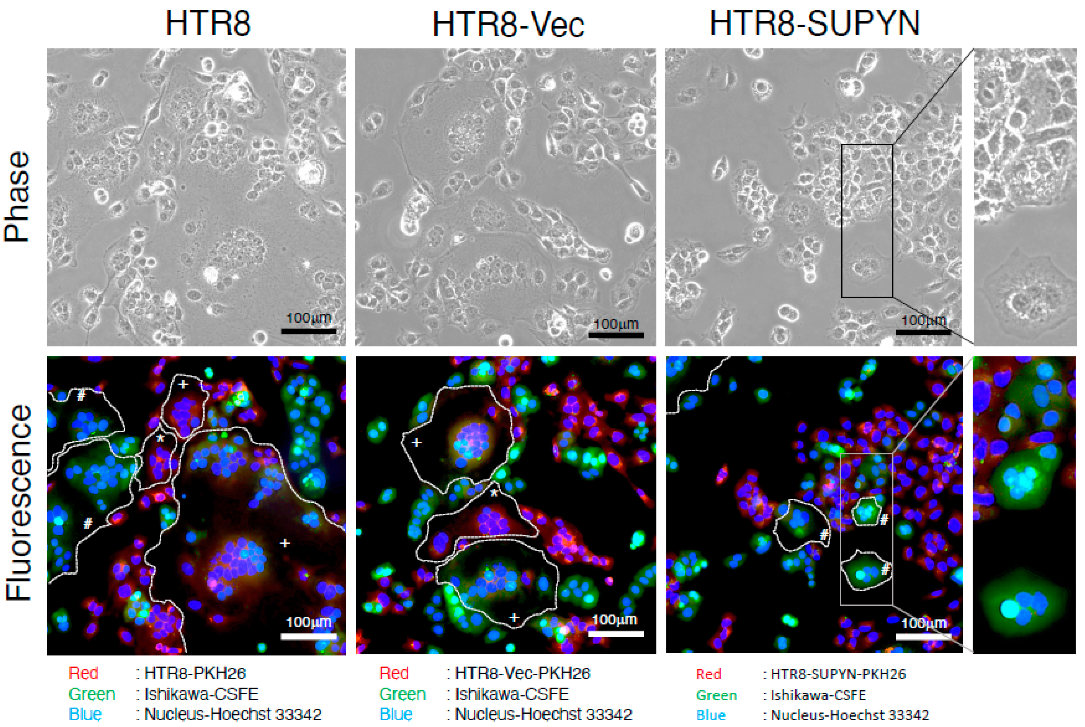 Ijms 22 10259 g003 550