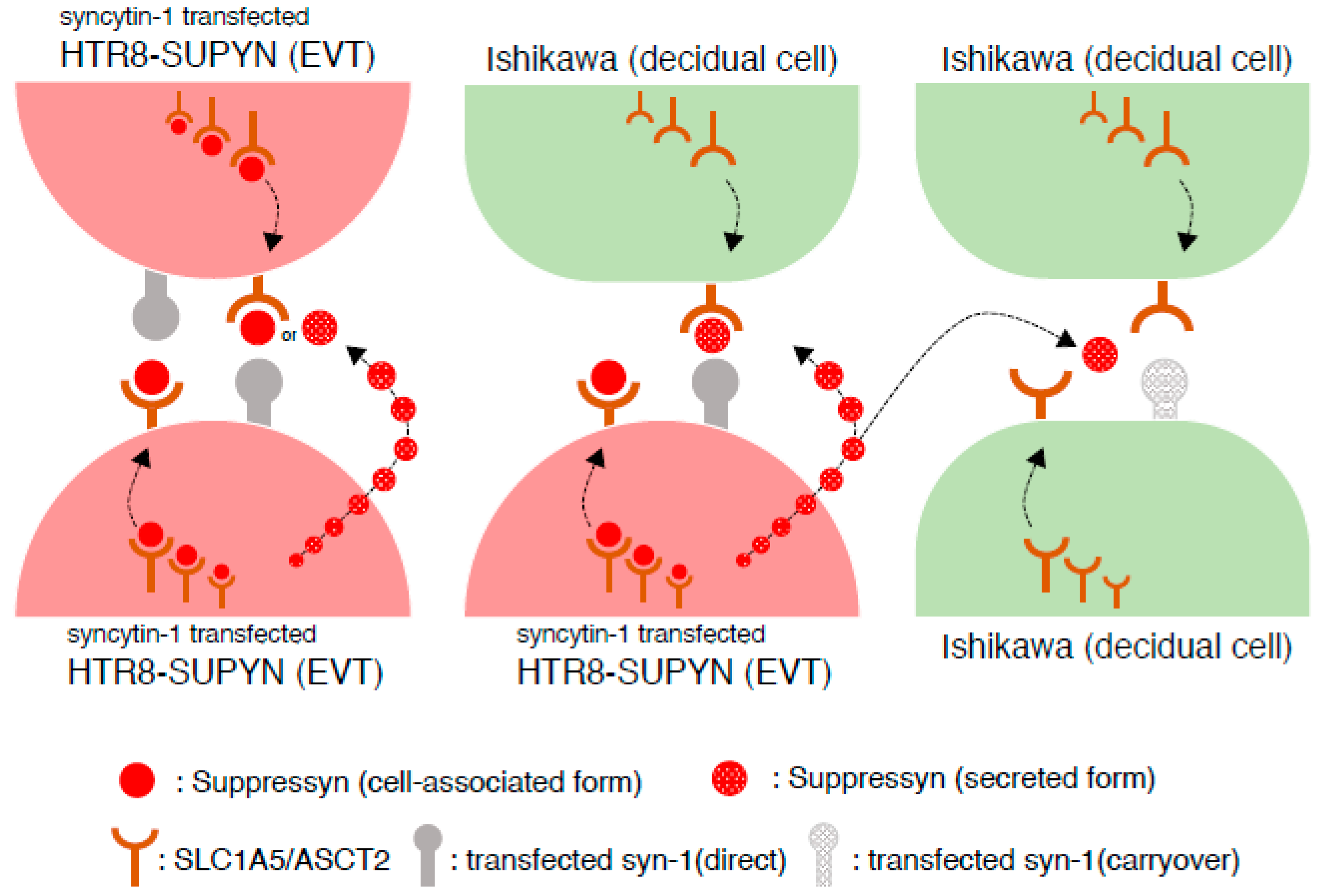 Ijms 22 10259 g004 550