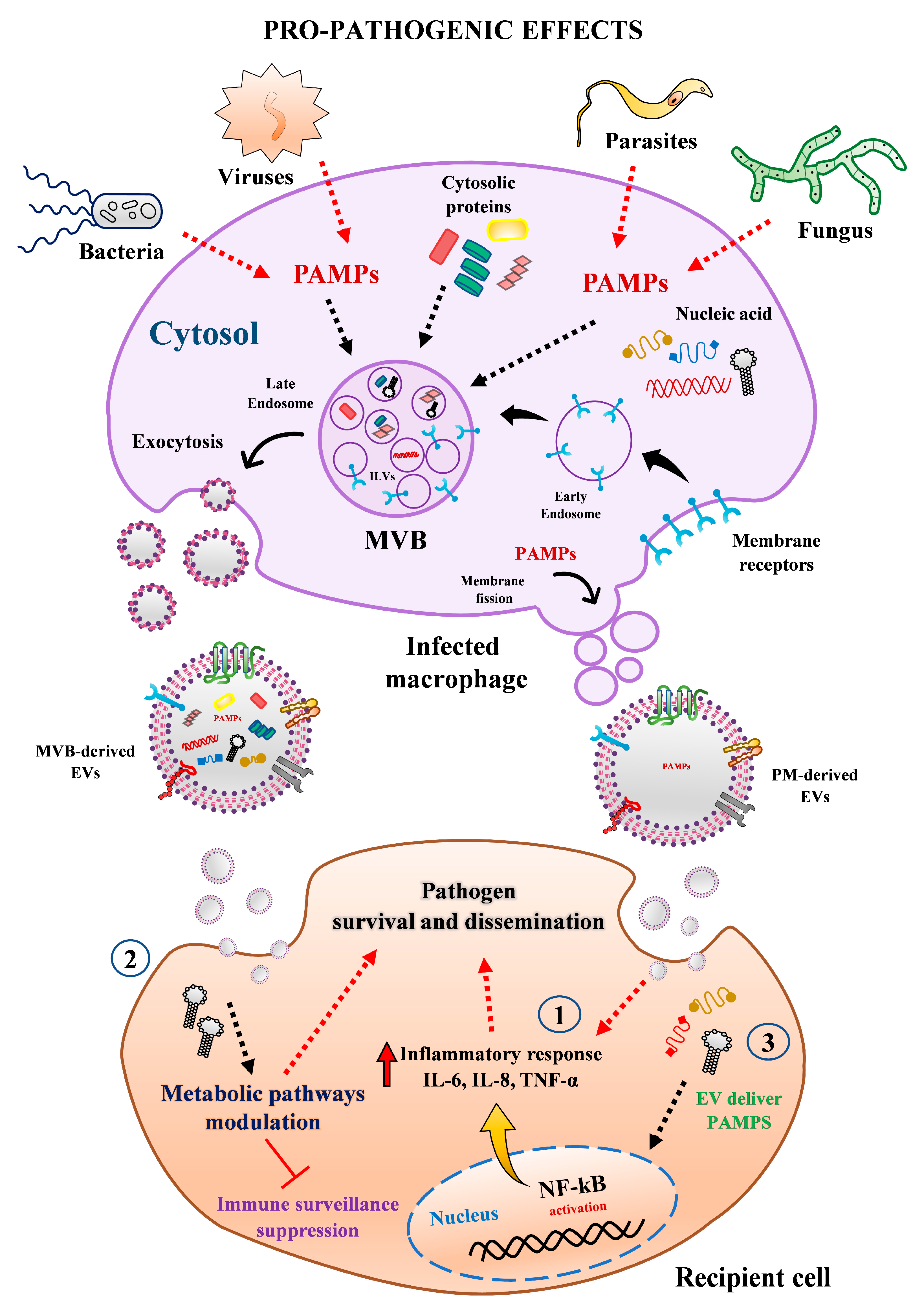 Ijms 22 10262 g003 550